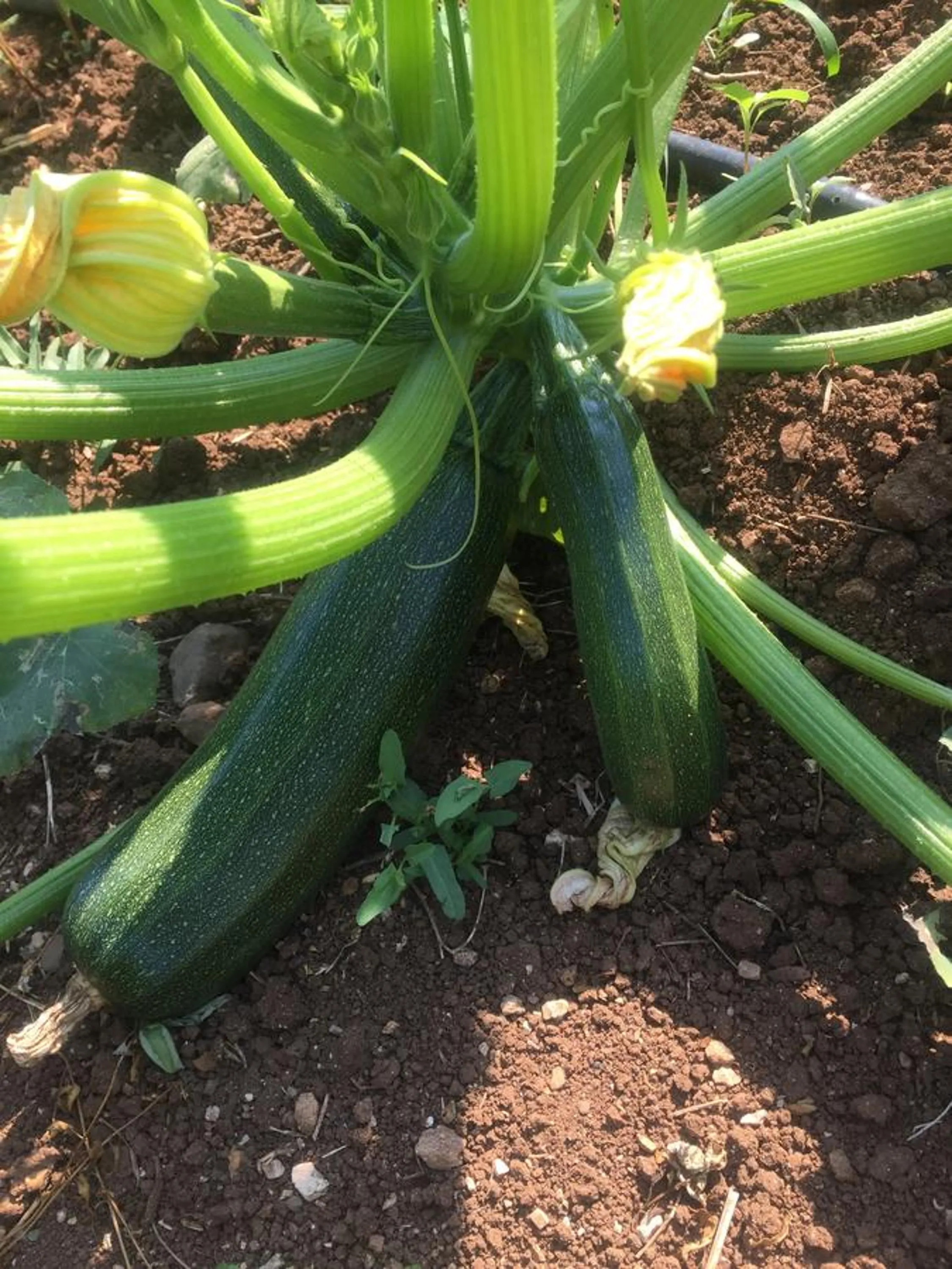 Garden in Pyramid Boutique Hotel