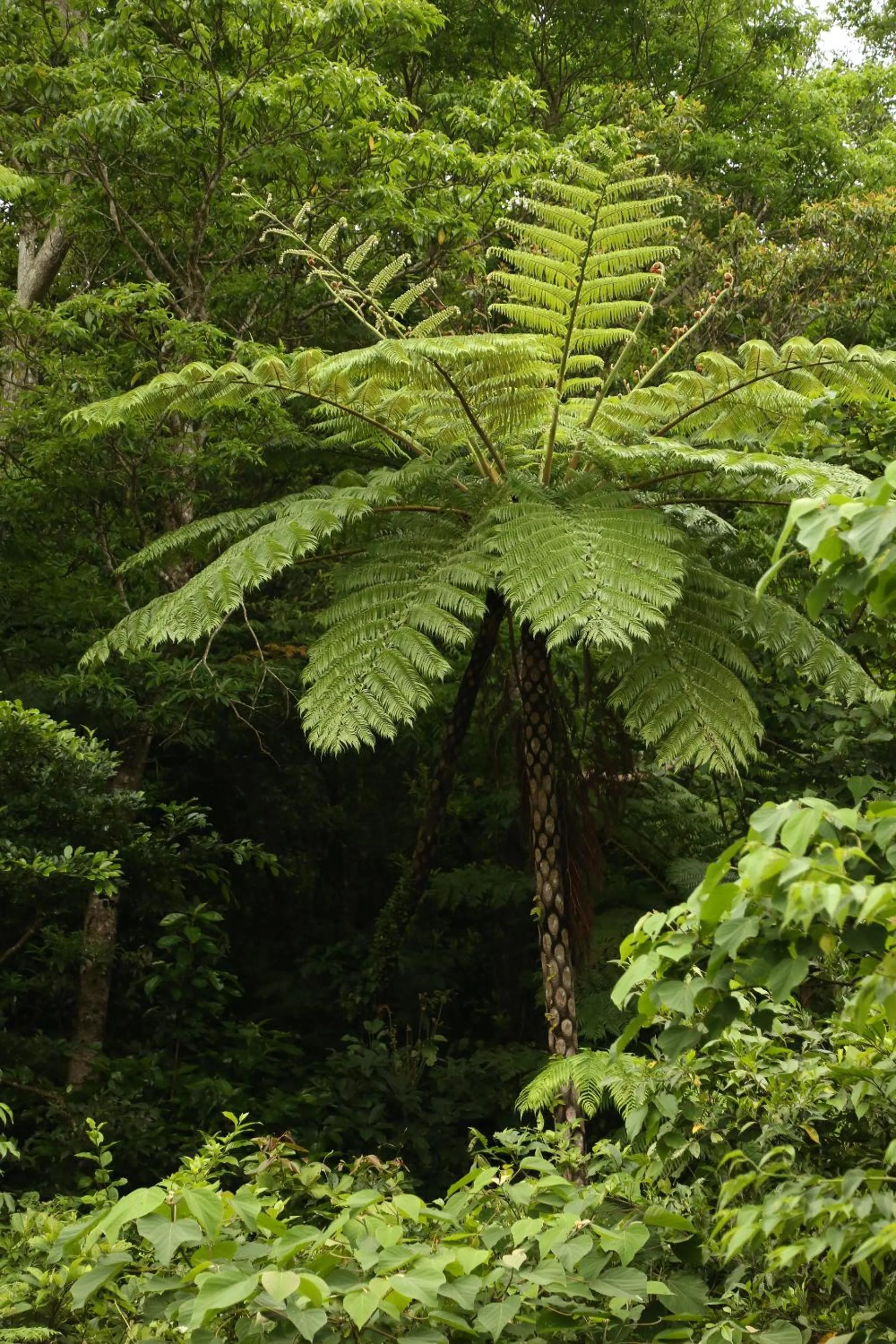 Natural landscape in Magachabaru Okinawa