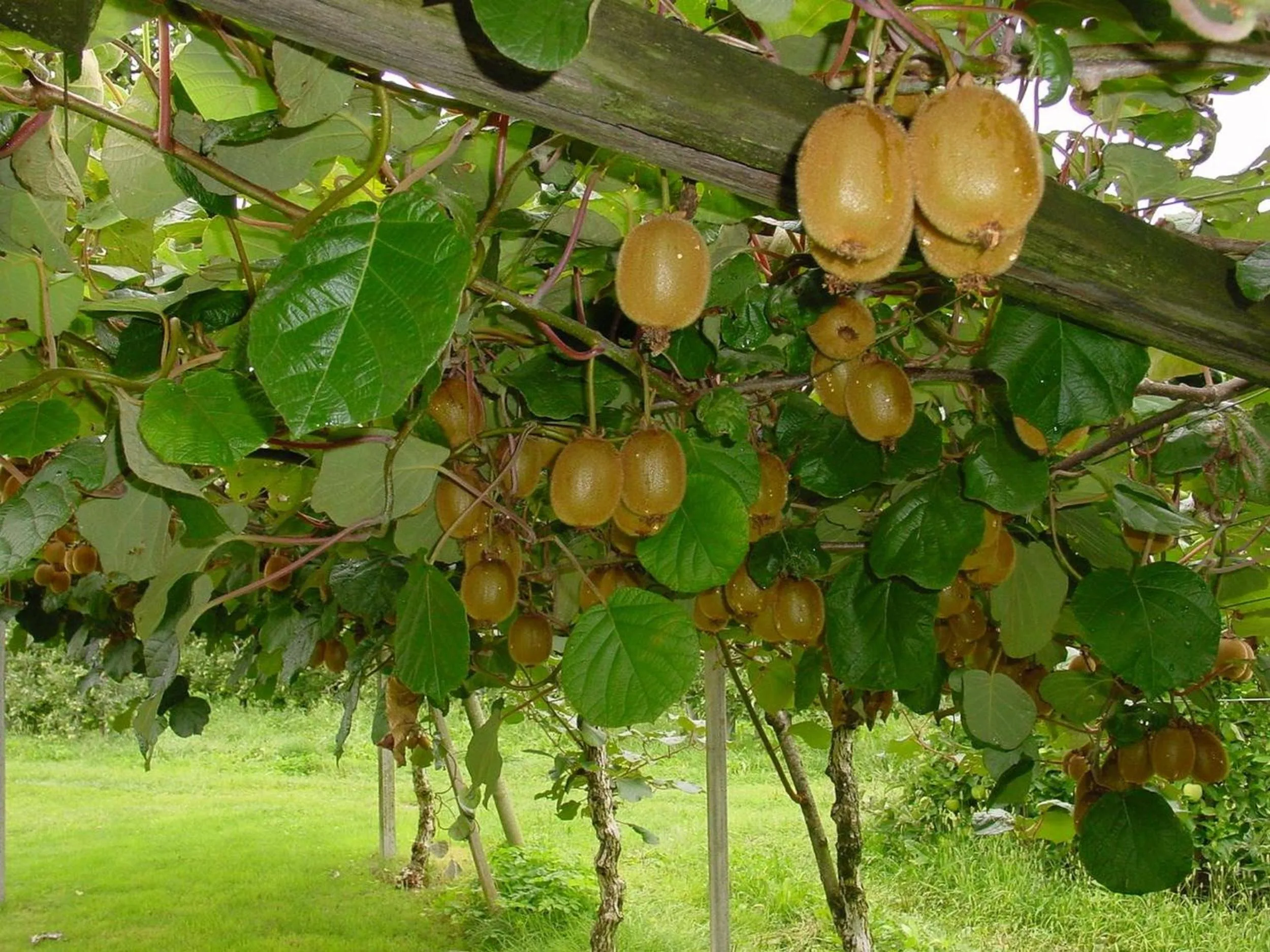 Garden in Pension Appartment Hecherhof