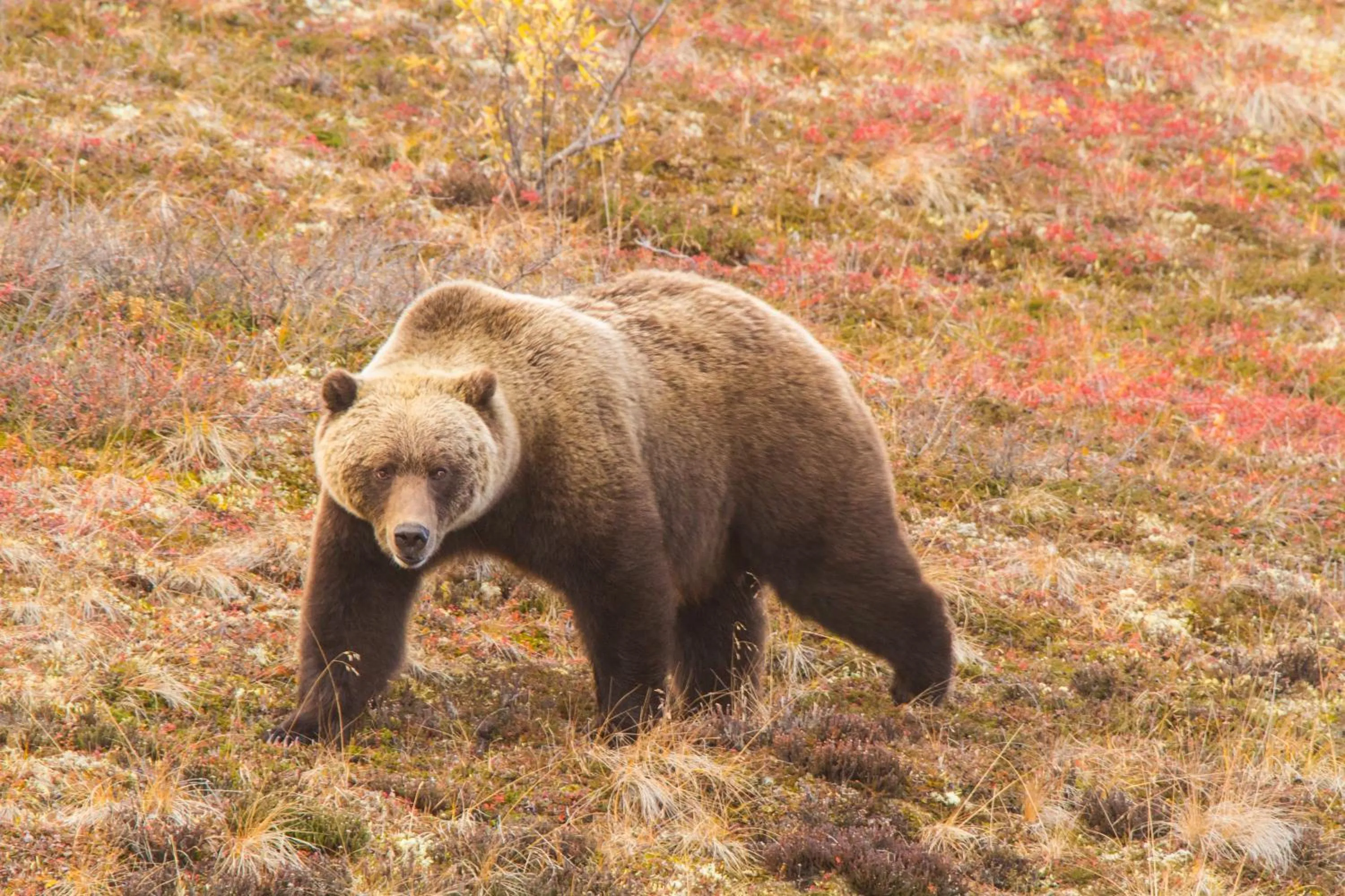 Area and facilities in Candlewood Suites - Fairbanks by IHG