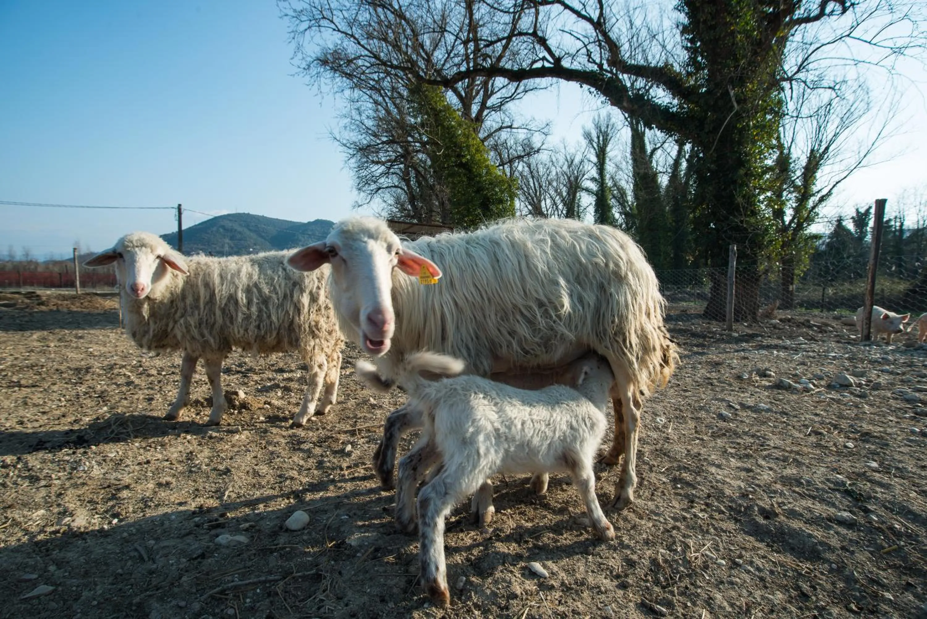 Pets in Fattoria Didattica La Collina Incantata