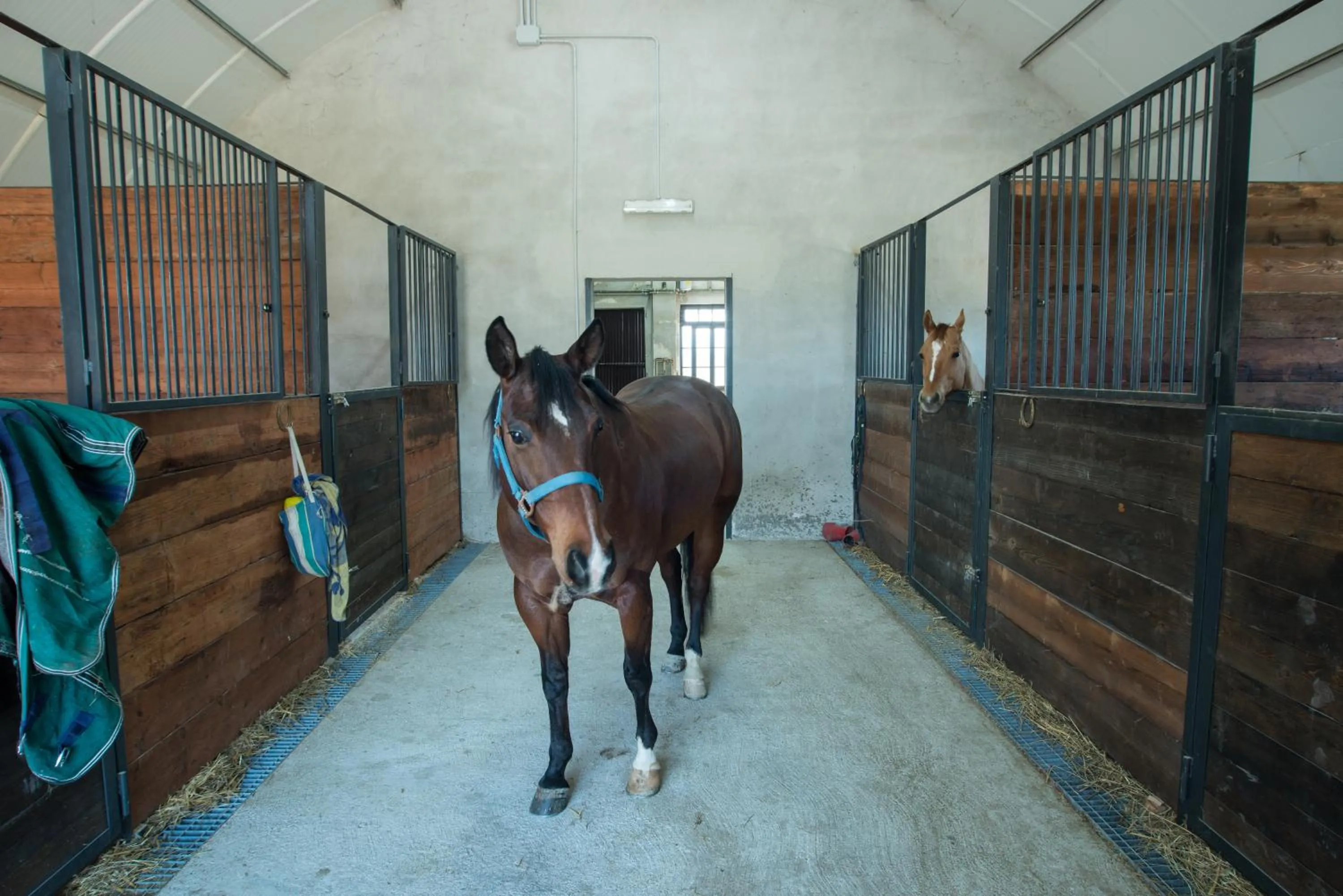 Horse-riding in Fattoria Didattica La Collina Incantata