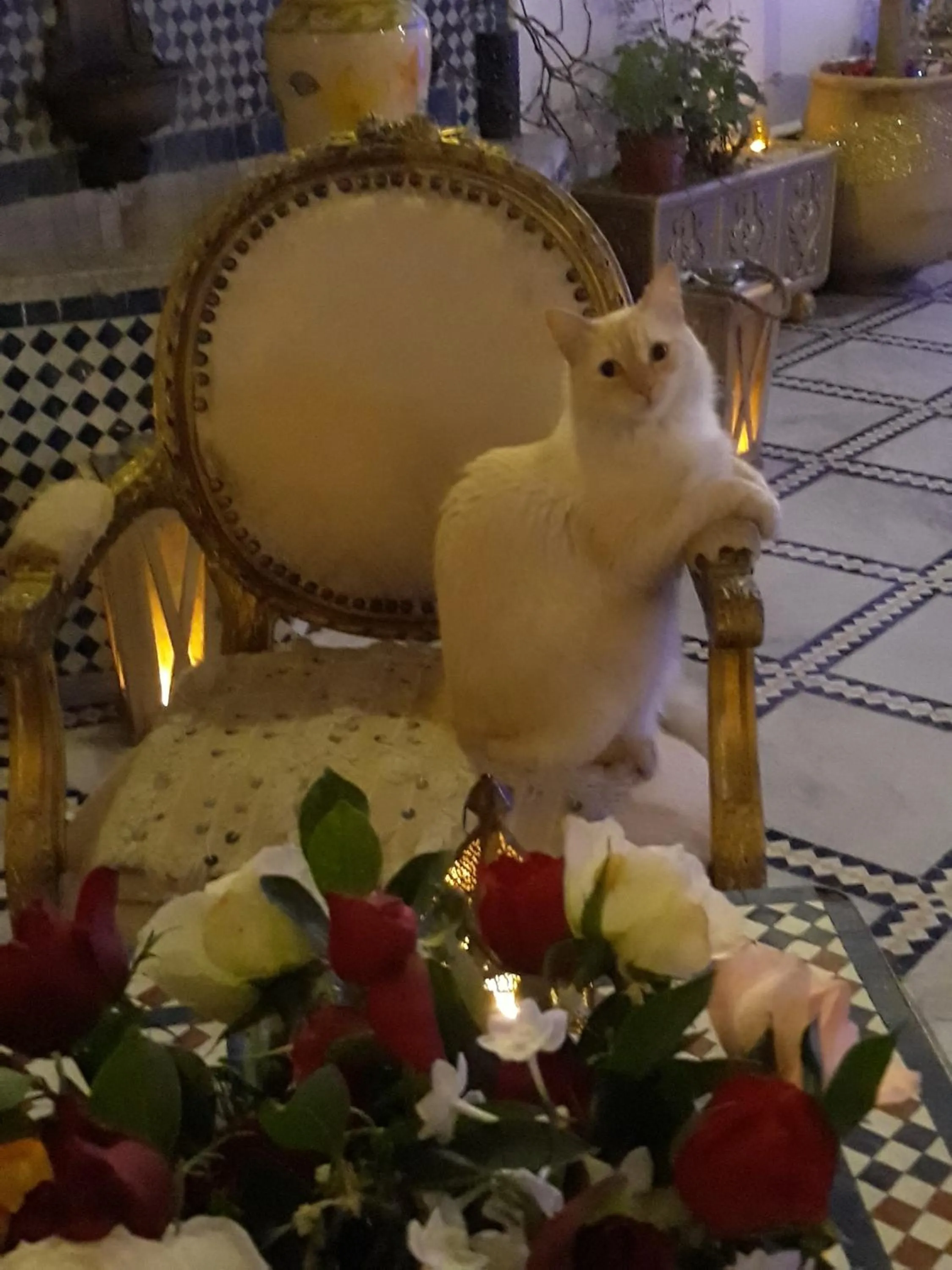Animals in Riad Amor - Suite & Spa