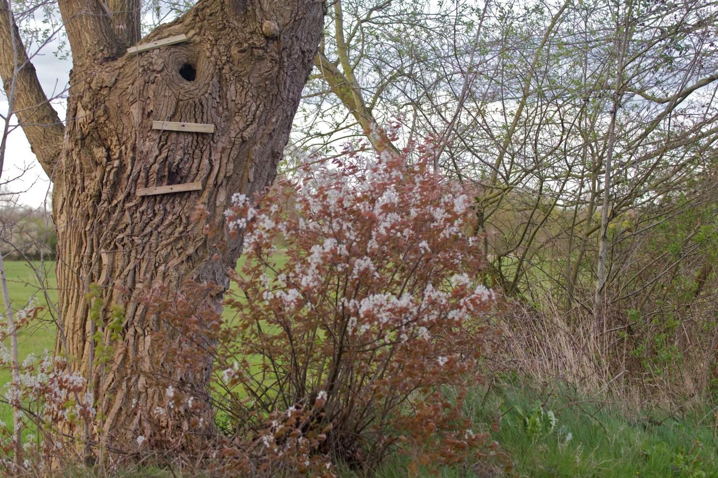 Natural landscape in Cuisinerie Mensinge With Dreams
