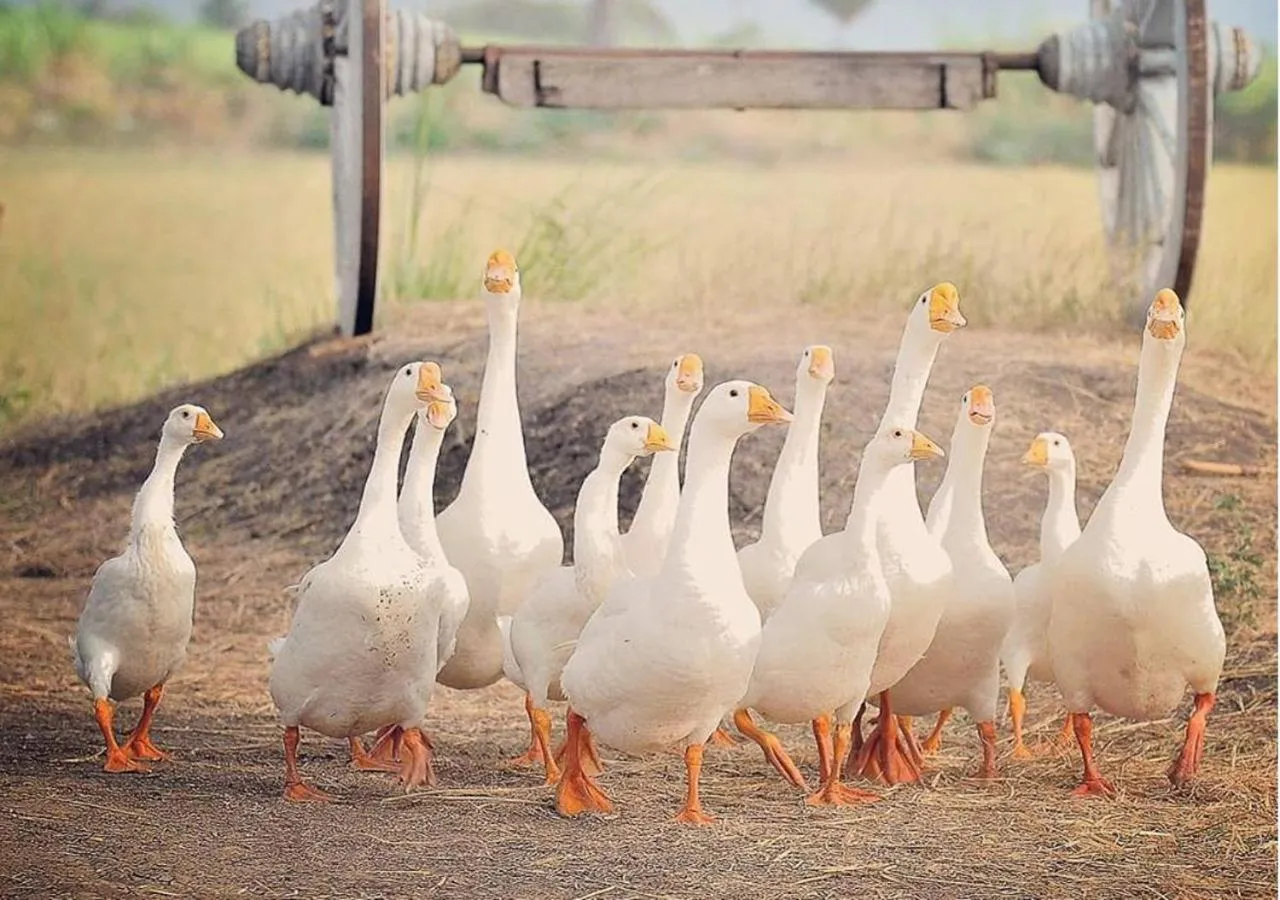 Activities in Wanlapa Farmstay