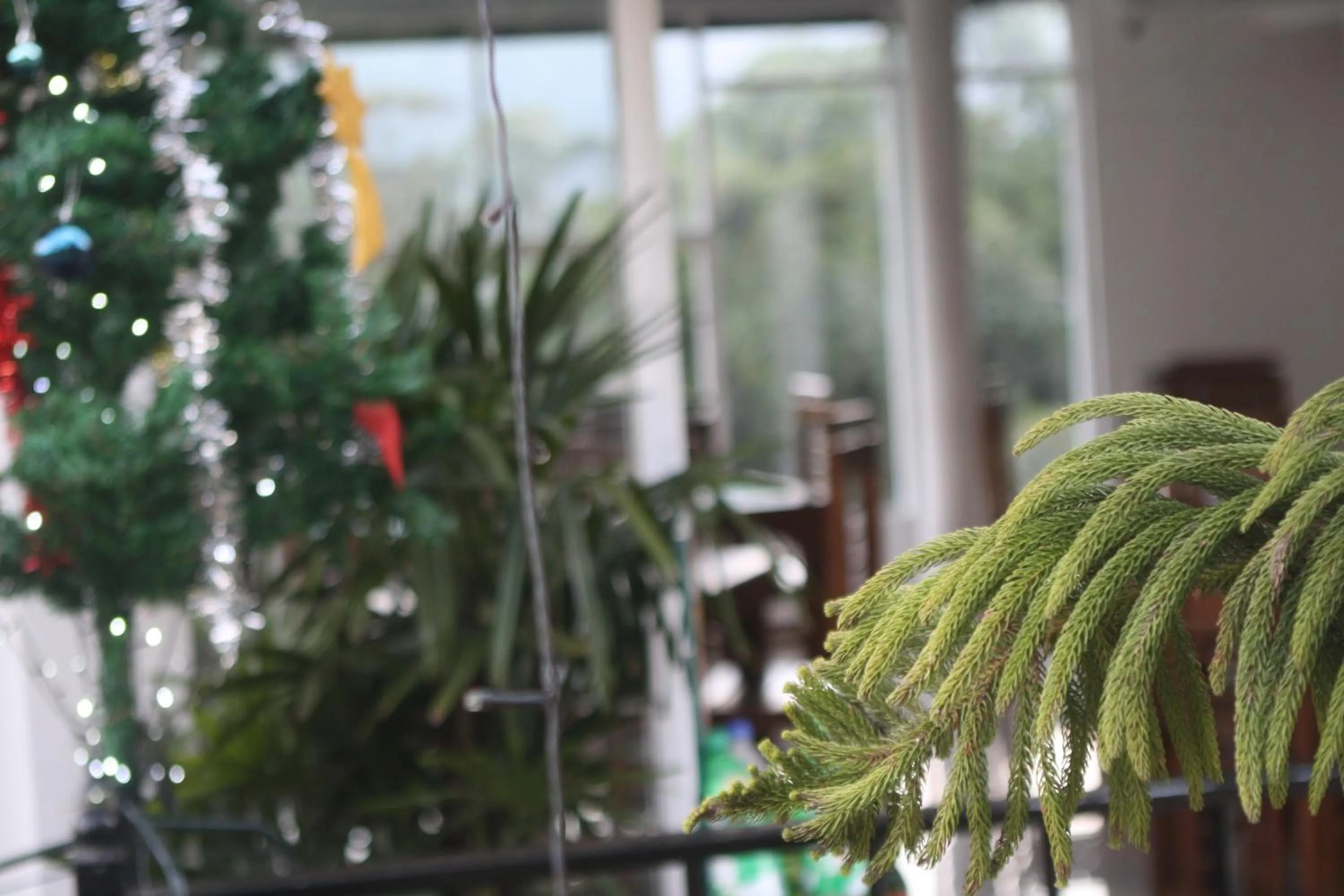 Ayos Hill Adam's Peak Free Shuttle