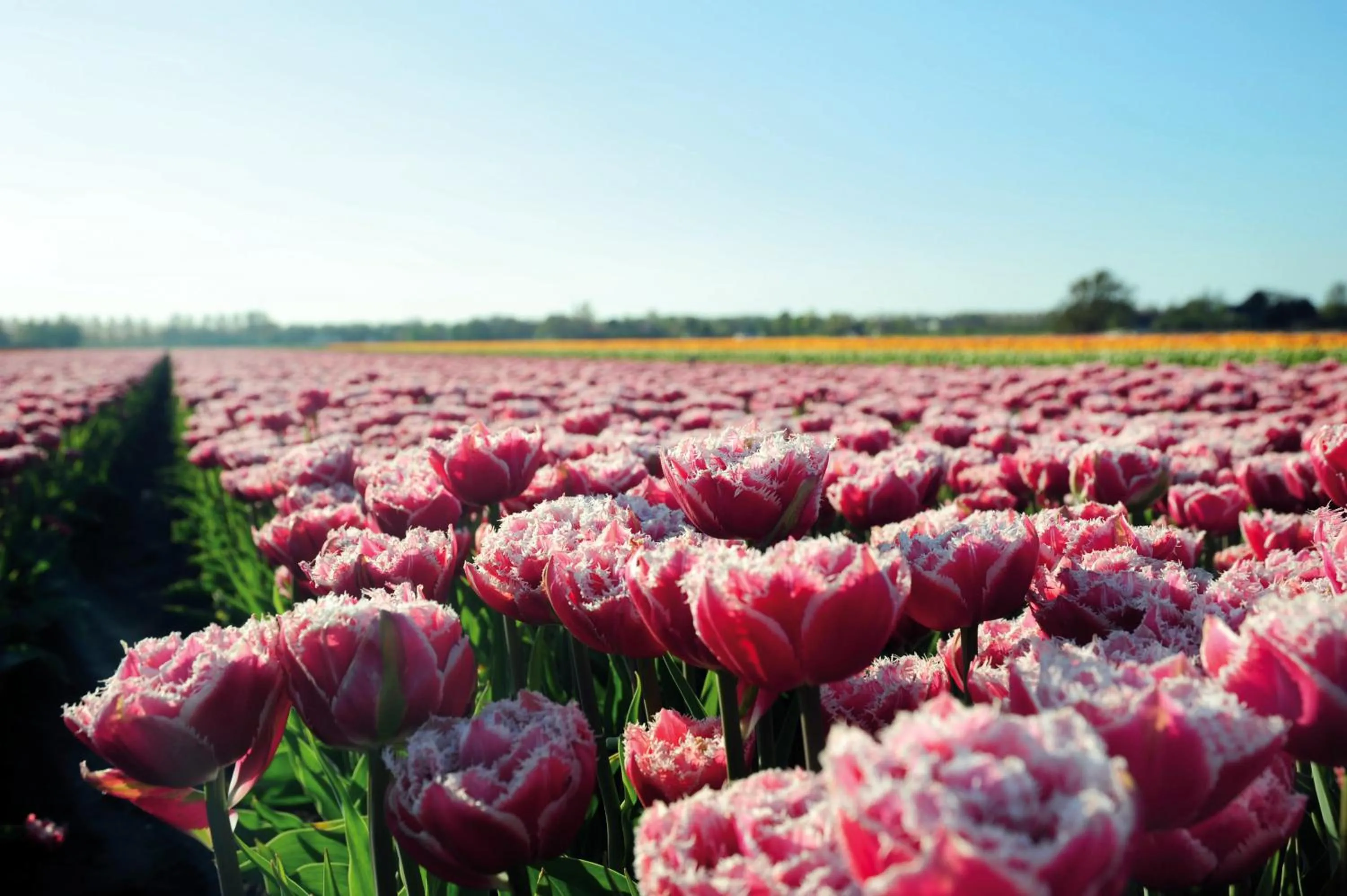 Spring in Hotelhuisjes Andijk