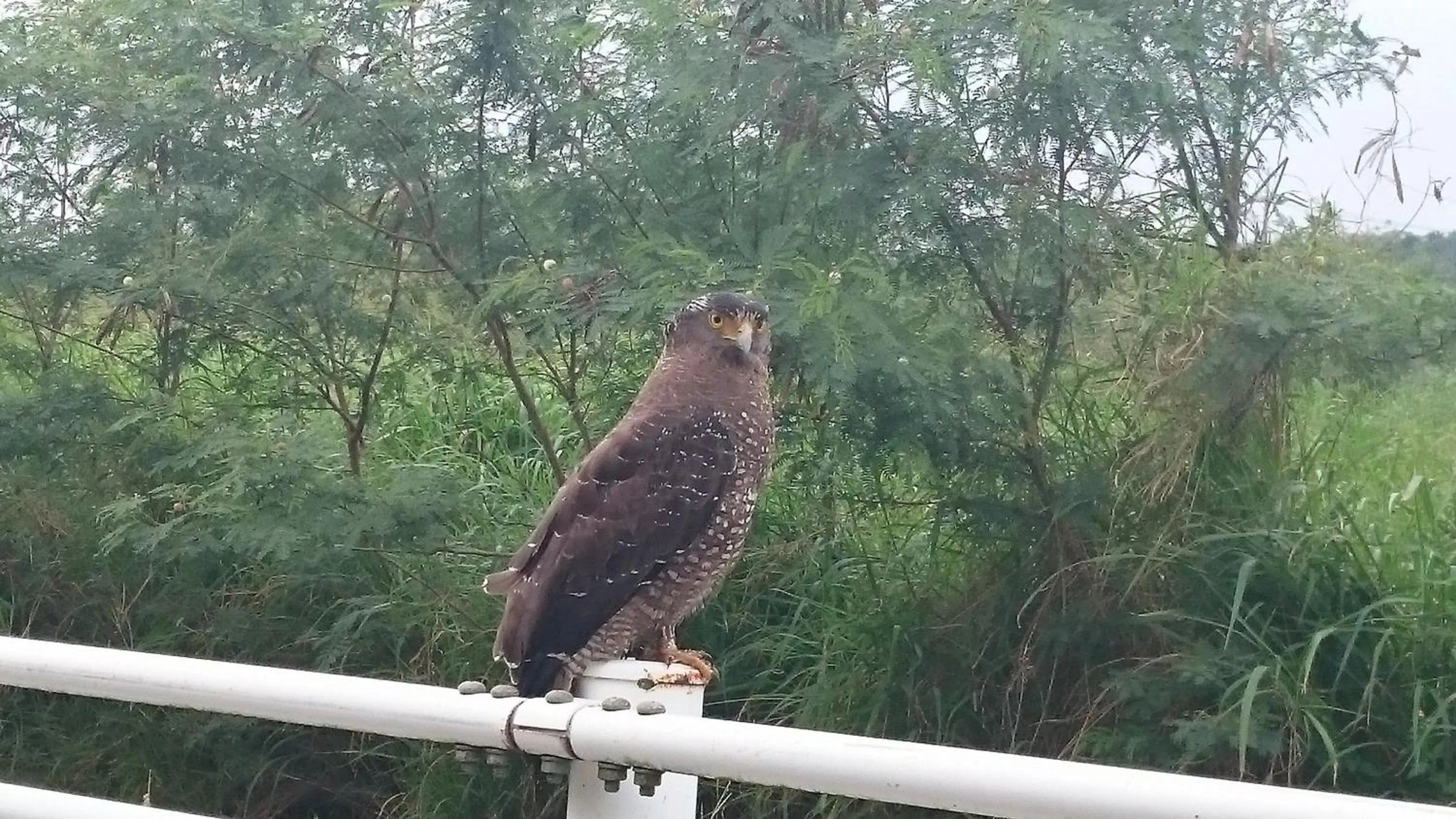 Animals in The Ubufuru Ishigaki