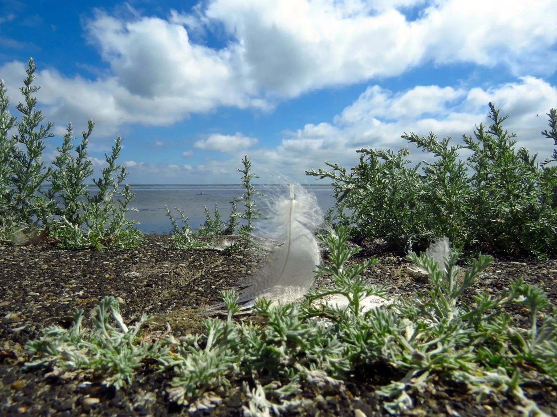 Natural landscape in Hotelletje de Veerman