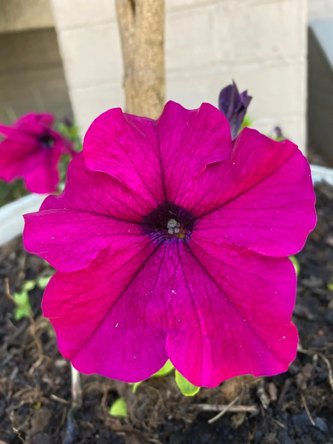 Property building in Oxford Lodge Vryheid