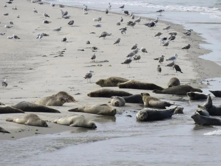 Beach in Hotel "De Klok"