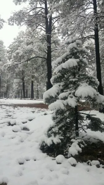 Day in Arizona Mountain Inn & Cabins