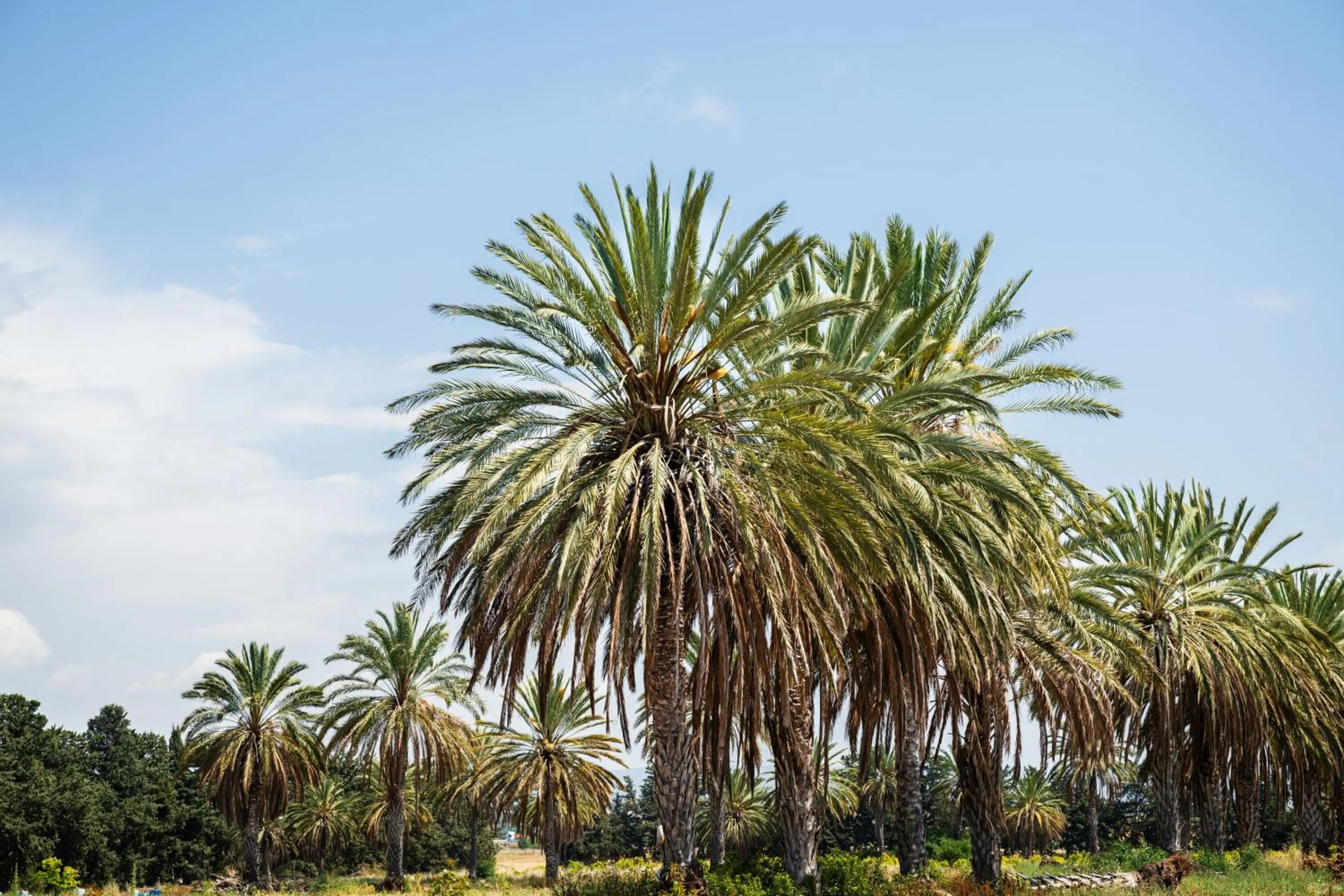 Natural landscape in Azia Resort & Spa