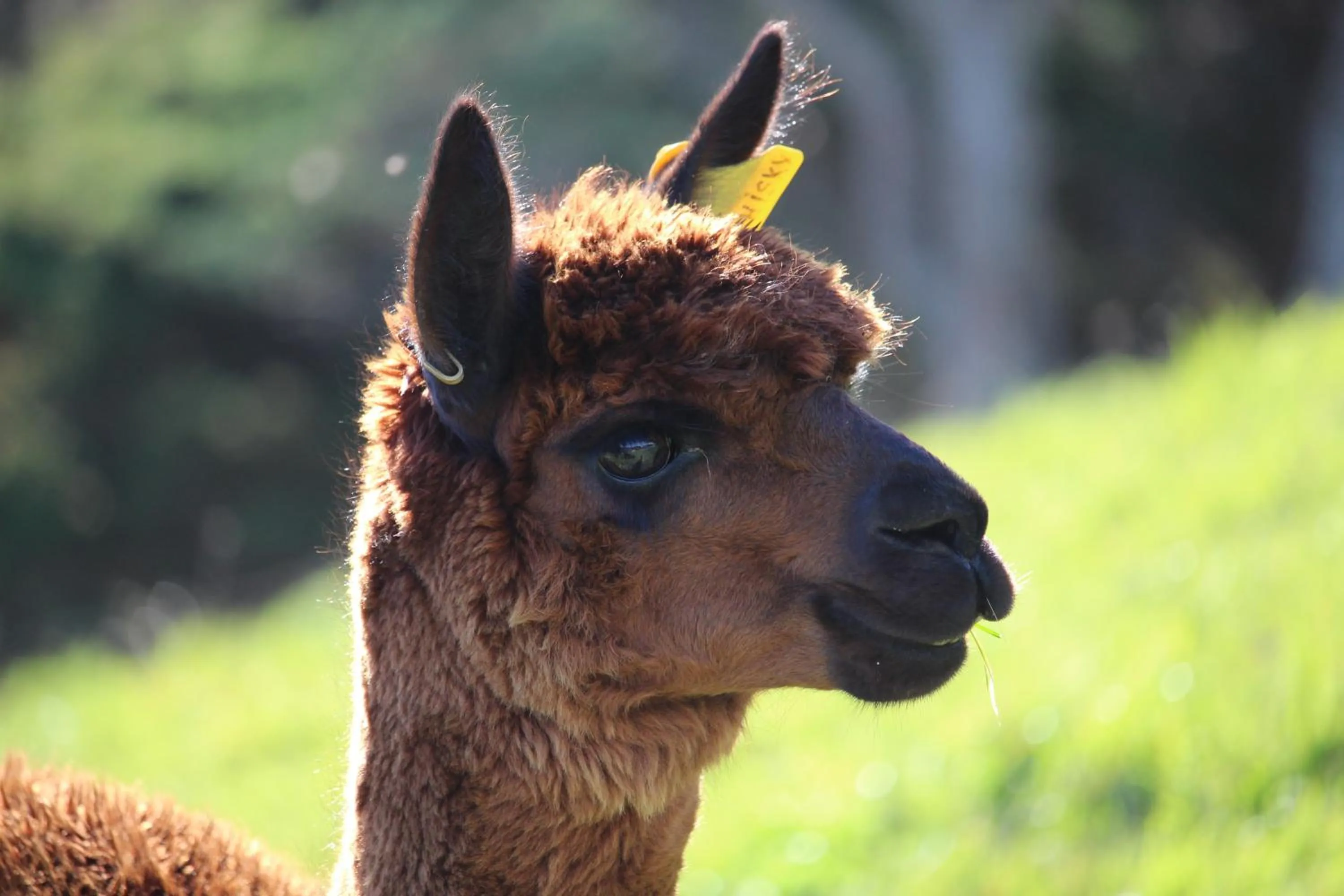 Pets in Pukeatua Farmstay