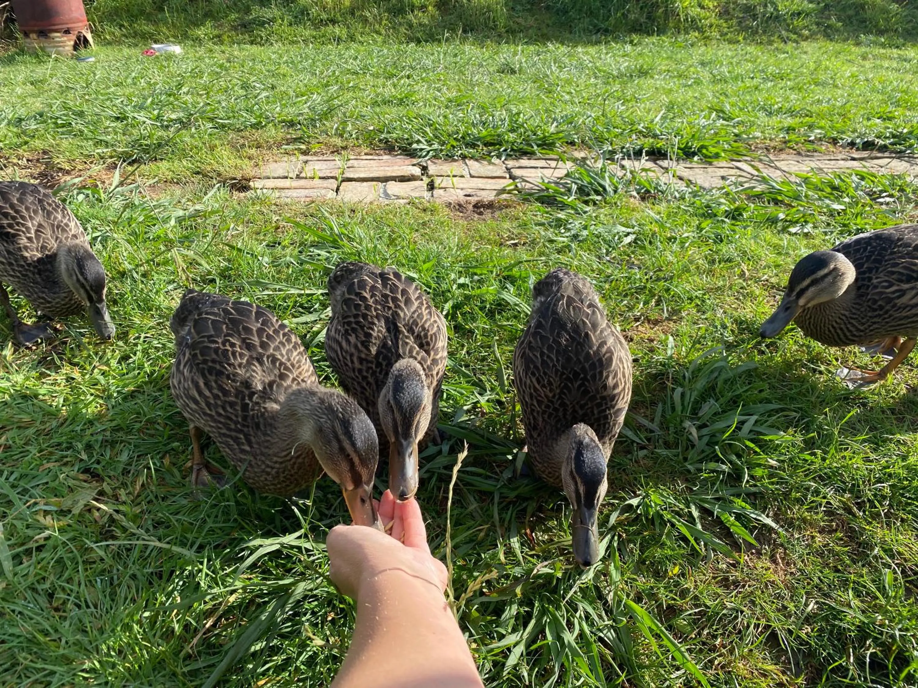Animals in Pukeatua Farmstay