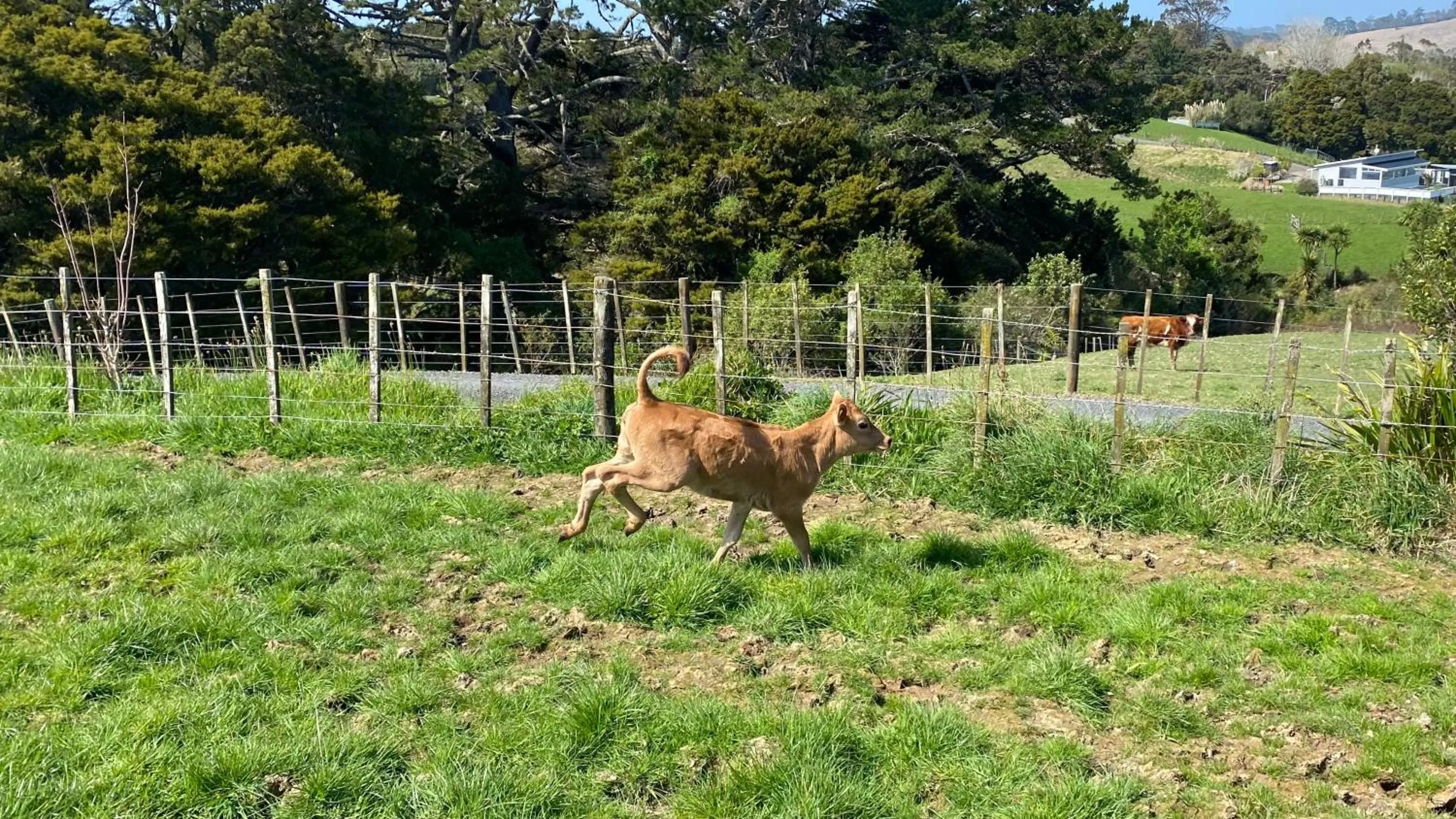 Animals in Pukeatua Farmstay
