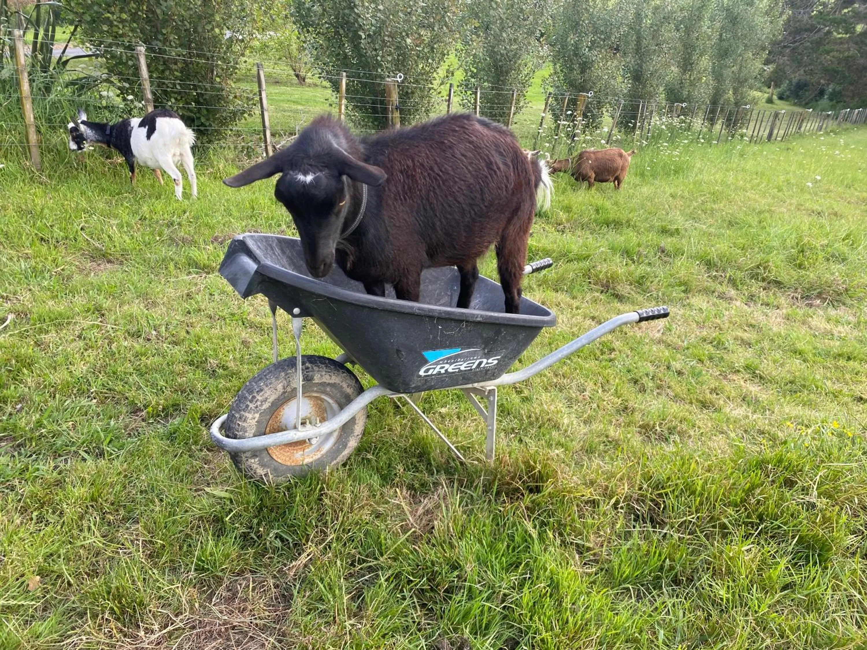 Animals in Pukeatua Farmstay