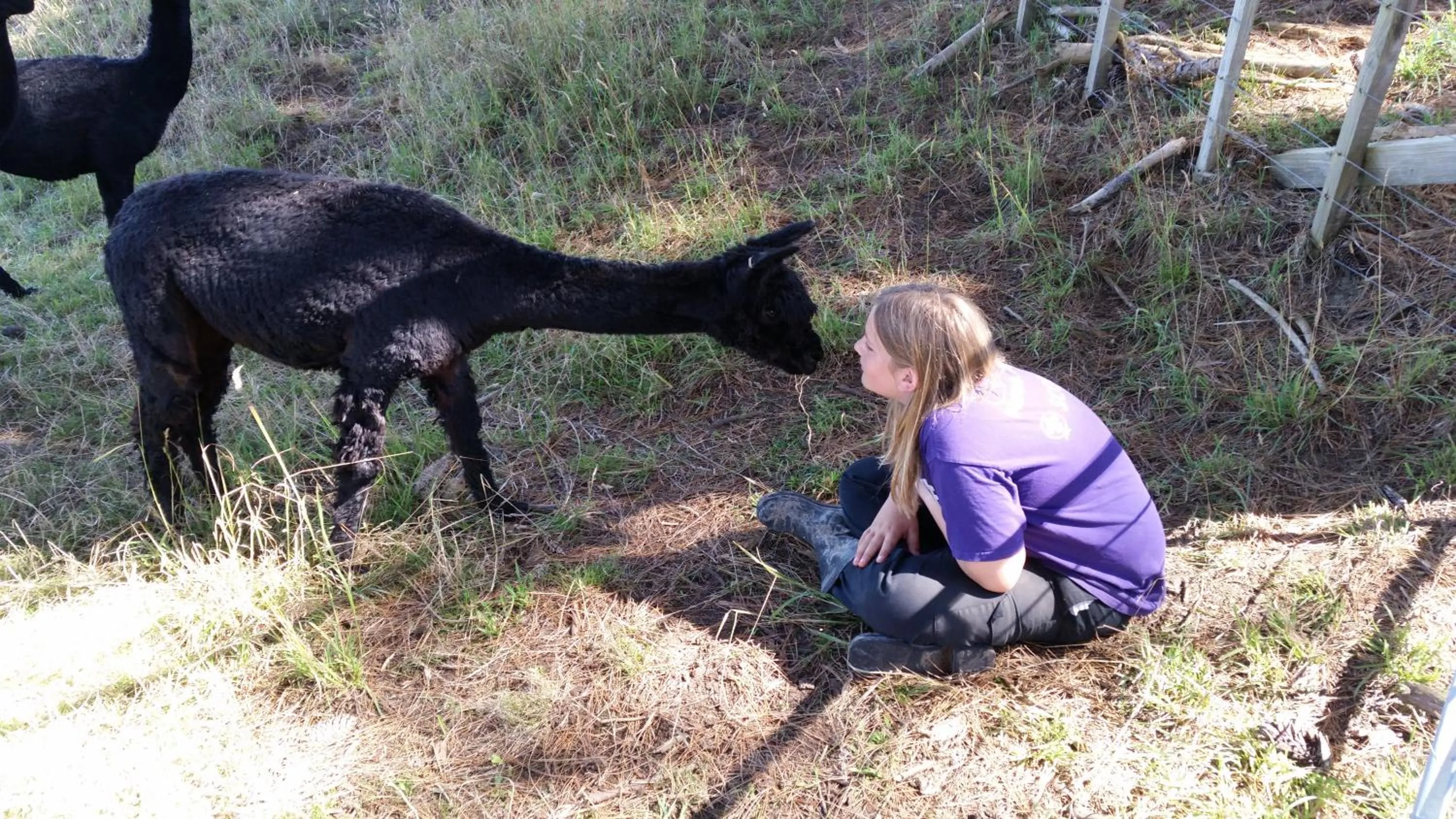 Pets in Pukeatua Farmstay