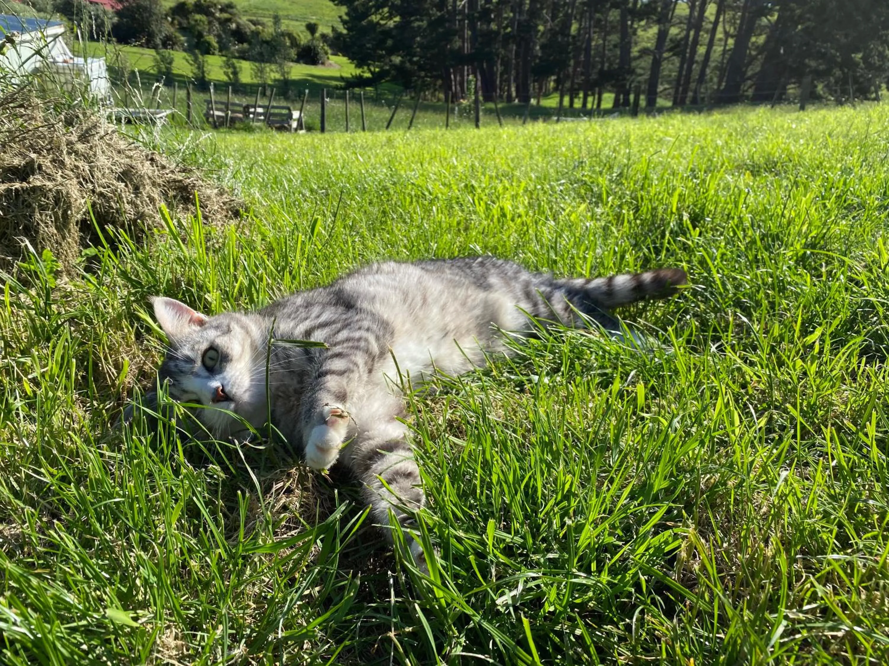 Pets in Pukeatua Farmstay