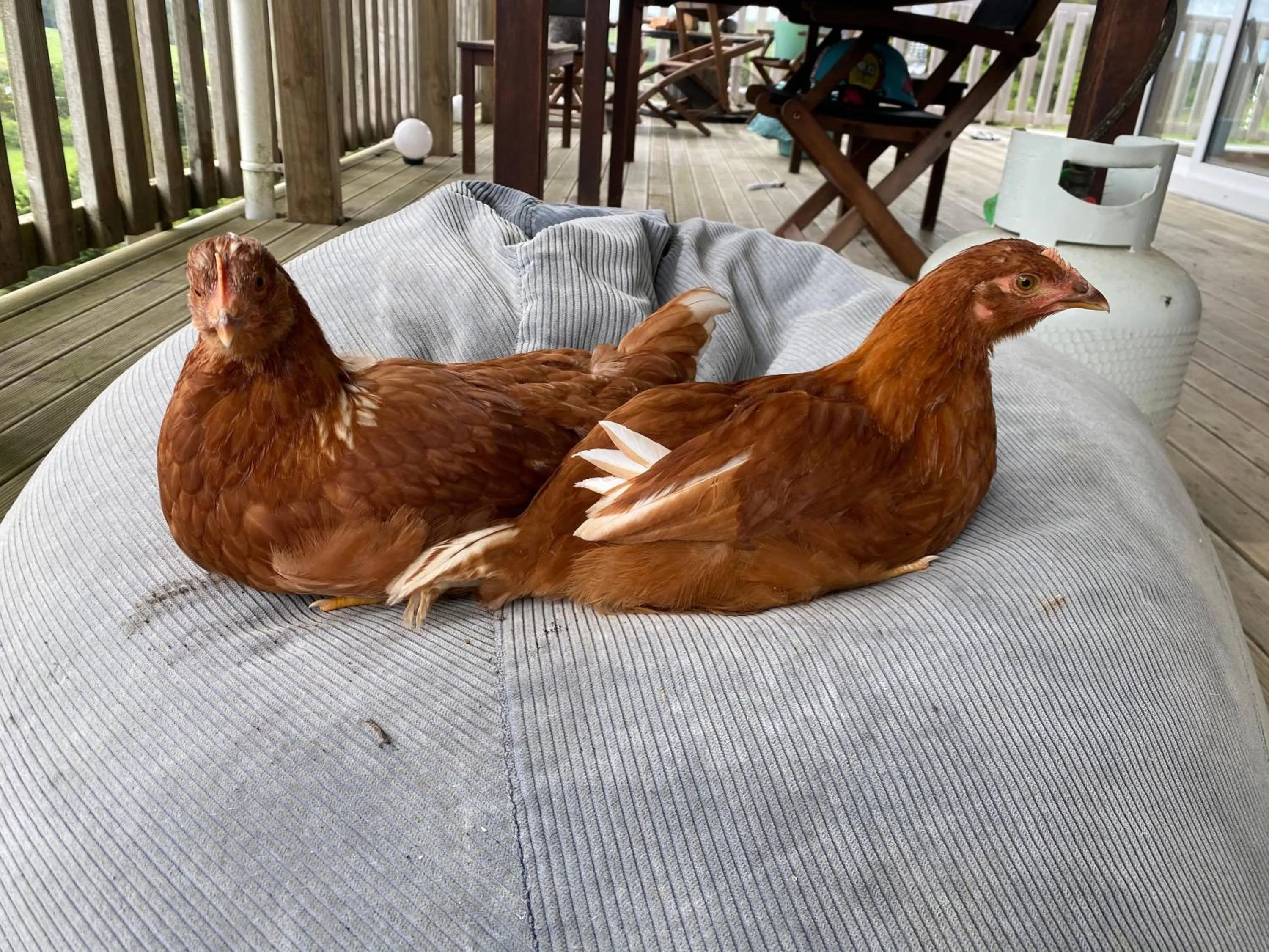 Animals in Pukeatua Farmstay