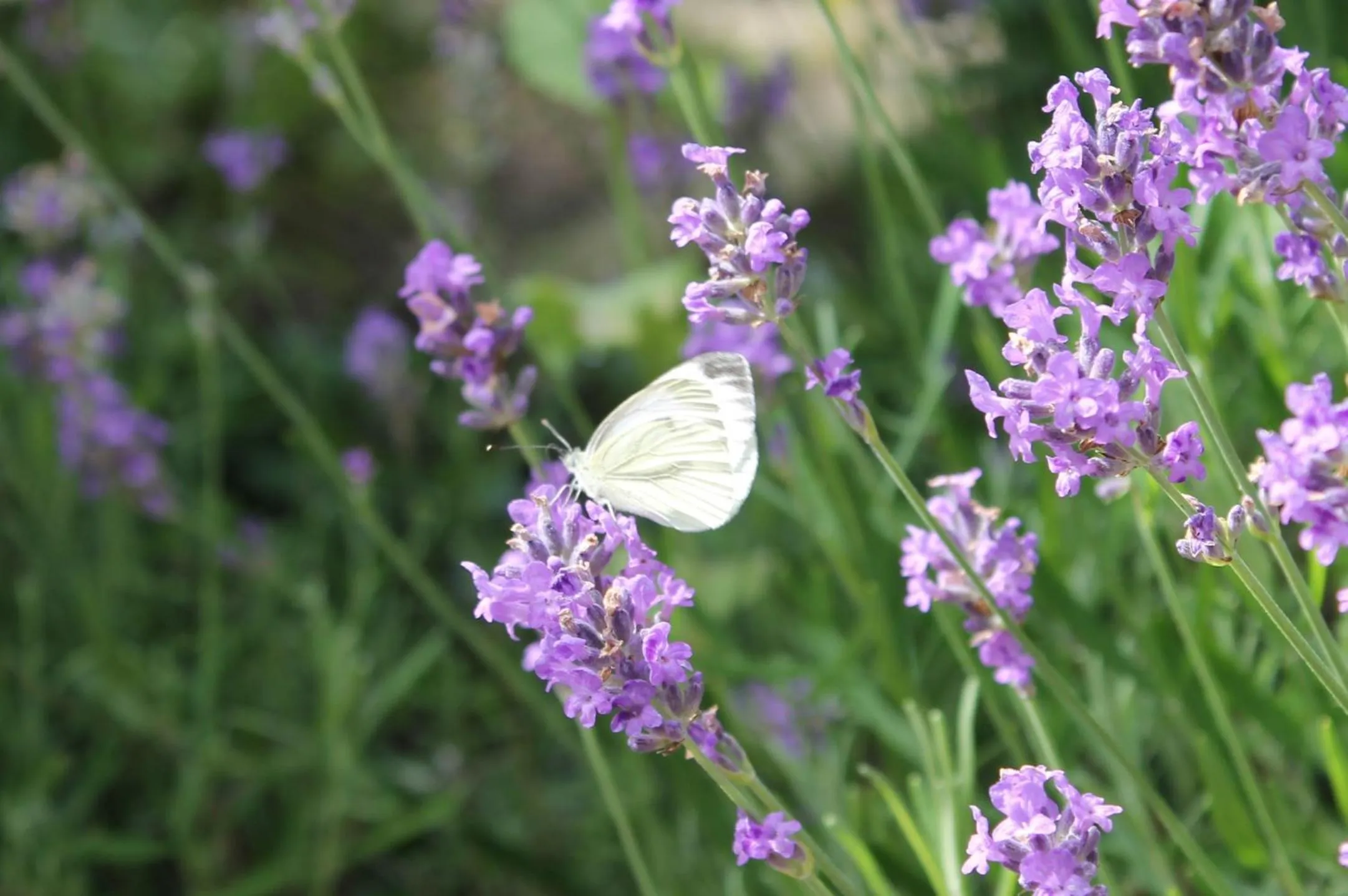 Garden in Boutique Hotel Nieuw Beusink