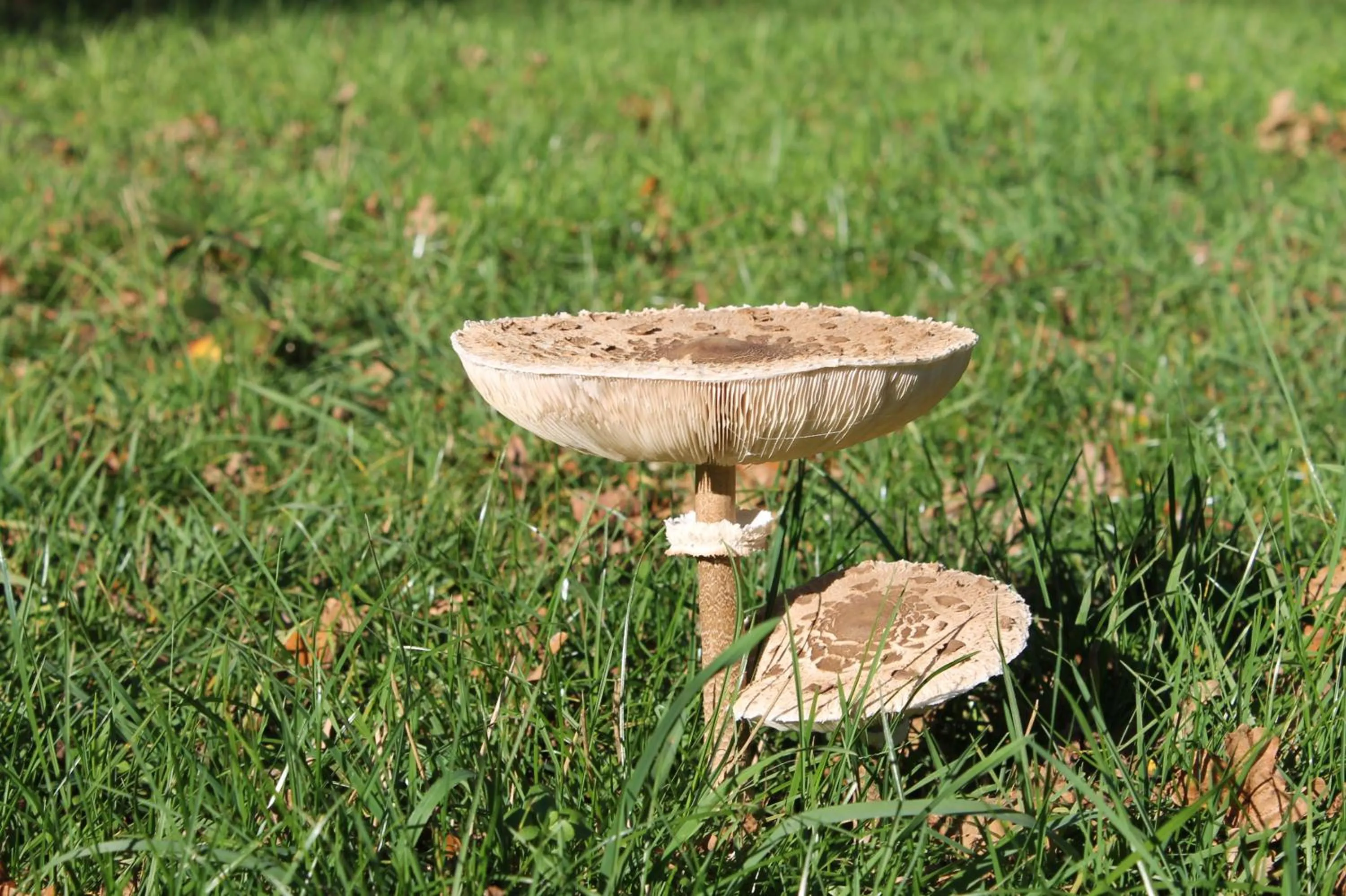 Natural landscape in Boutique Hotel Nieuw Beusink