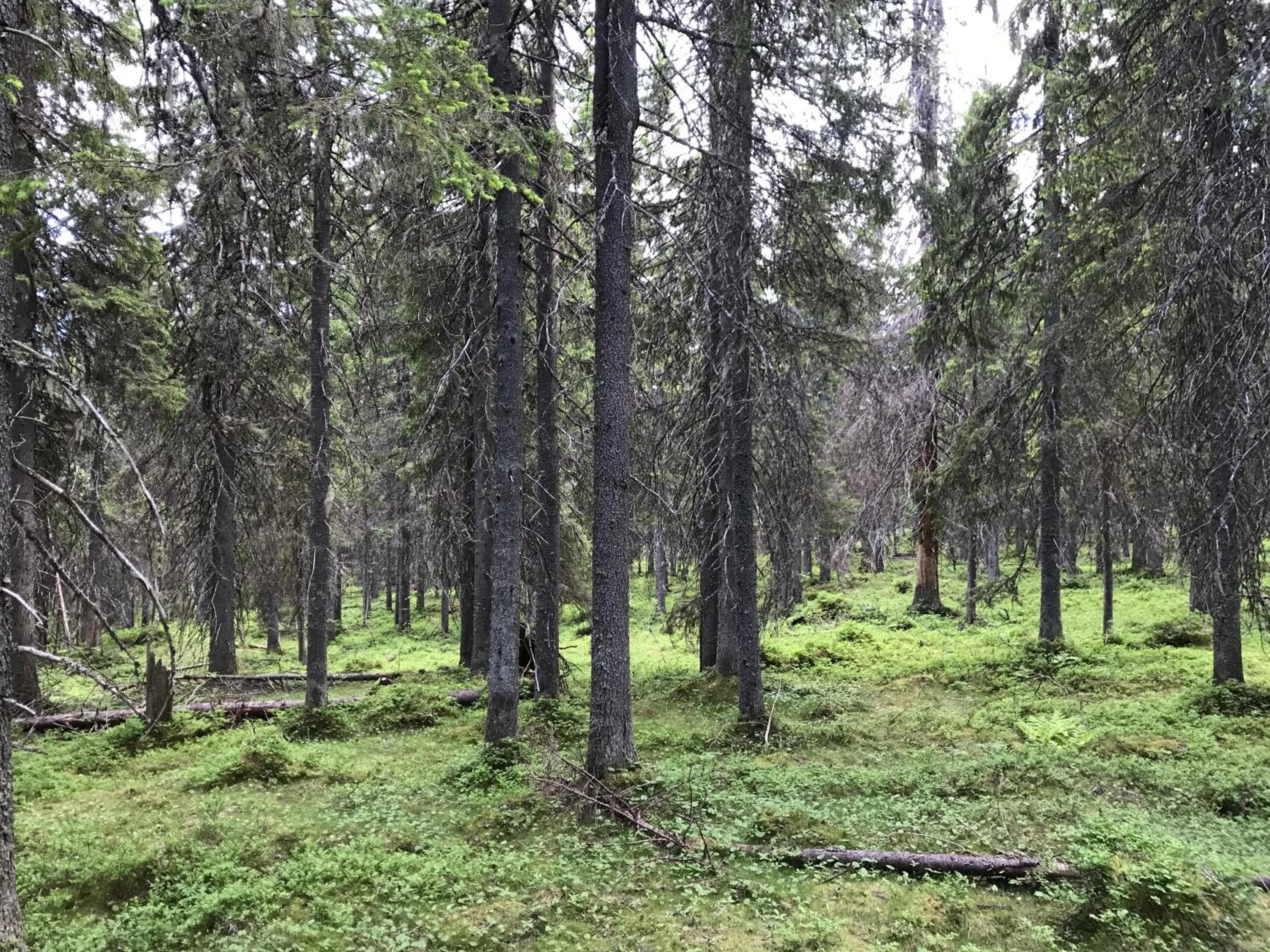 Natural landscape in Paljakka Mökit
