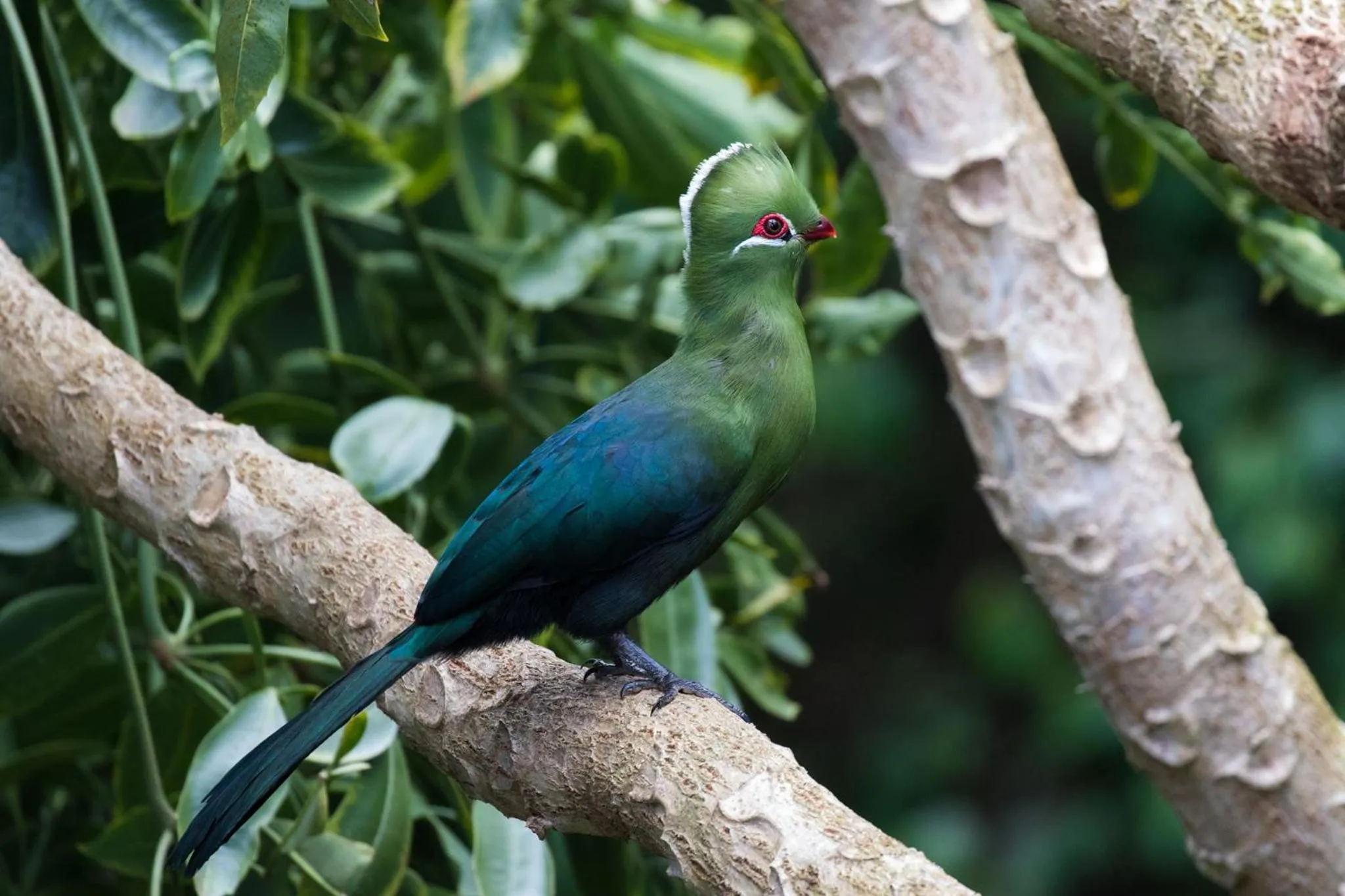 Animals in Cinnamon Boutique Guest House