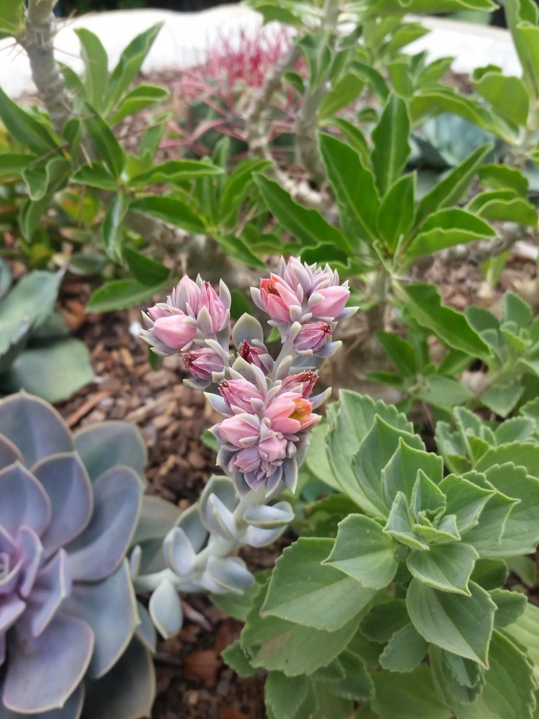 Garden in Constantia Manor Guest House