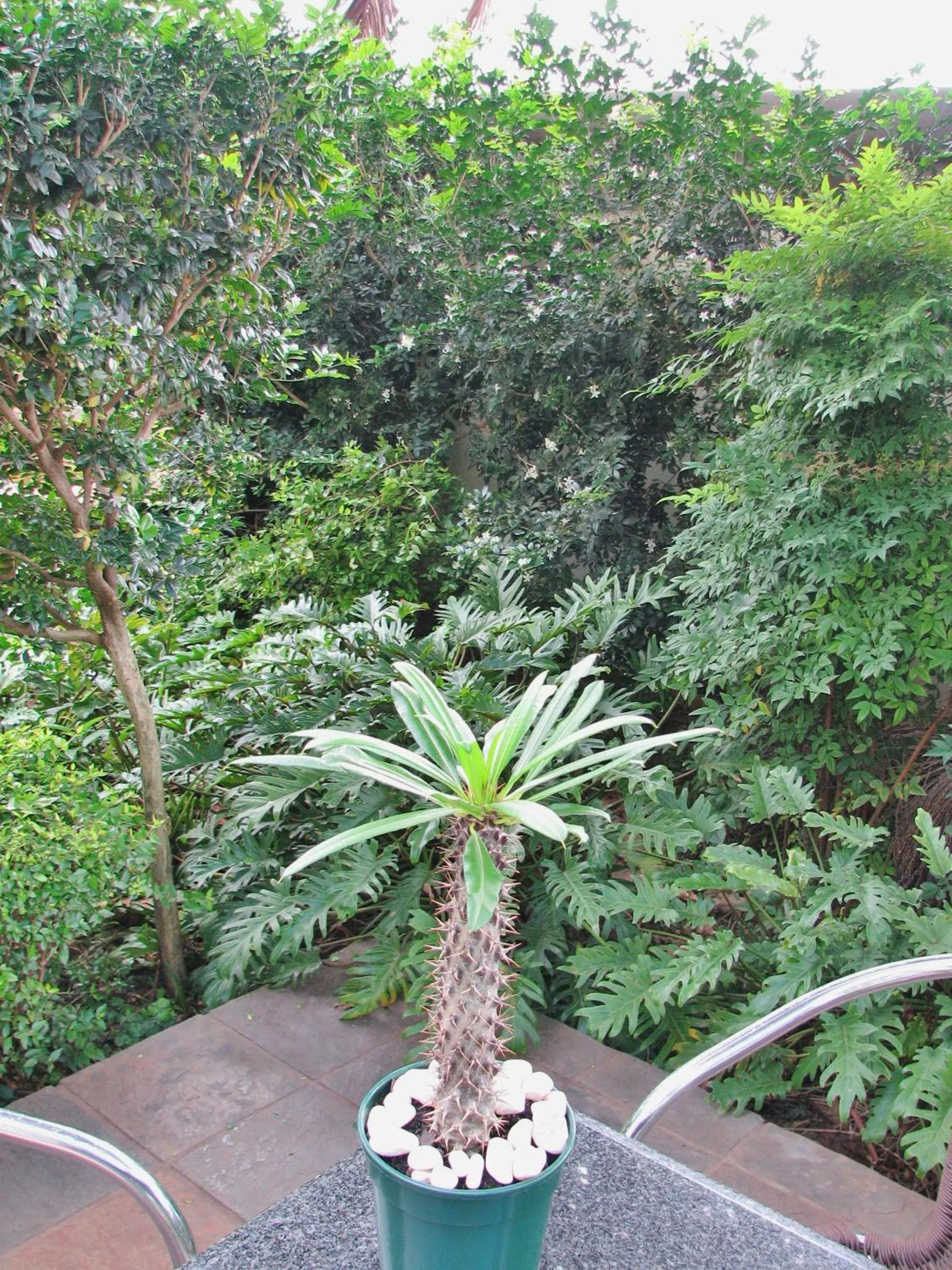 Garden in Constantia Manor Guest House