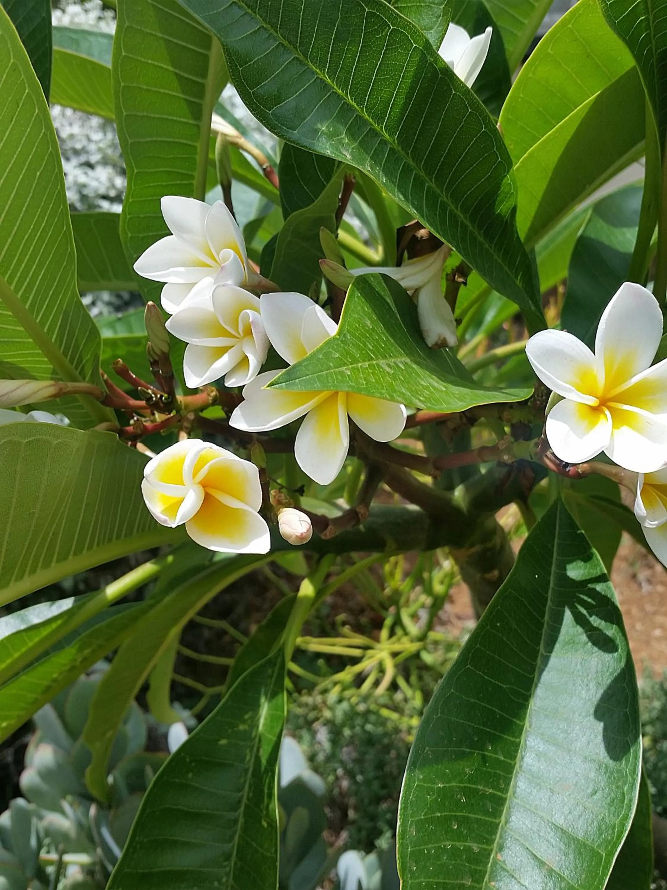 Garden in Constantia Manor Guest House
