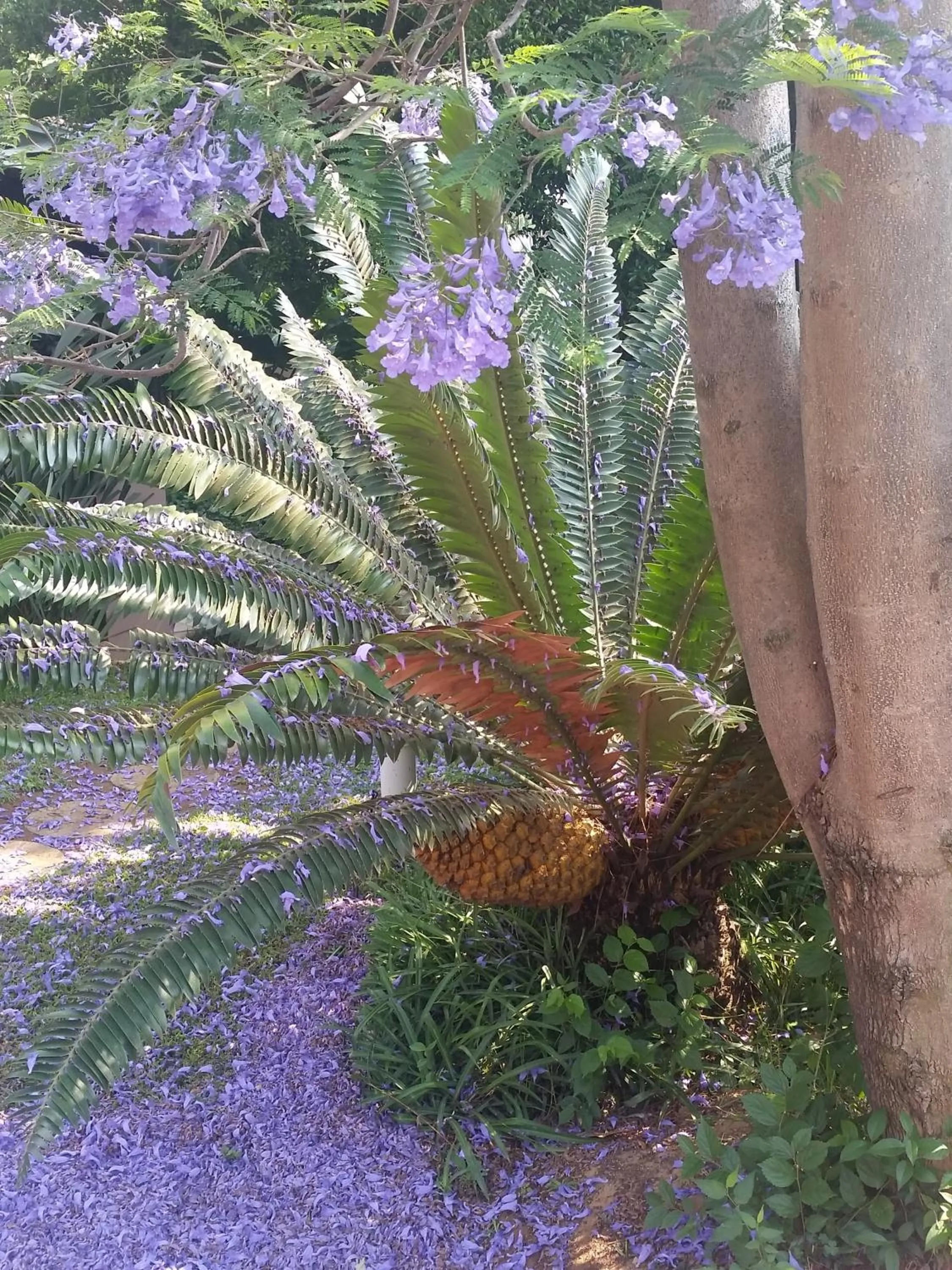 Garden in Constantia Manor Guest House