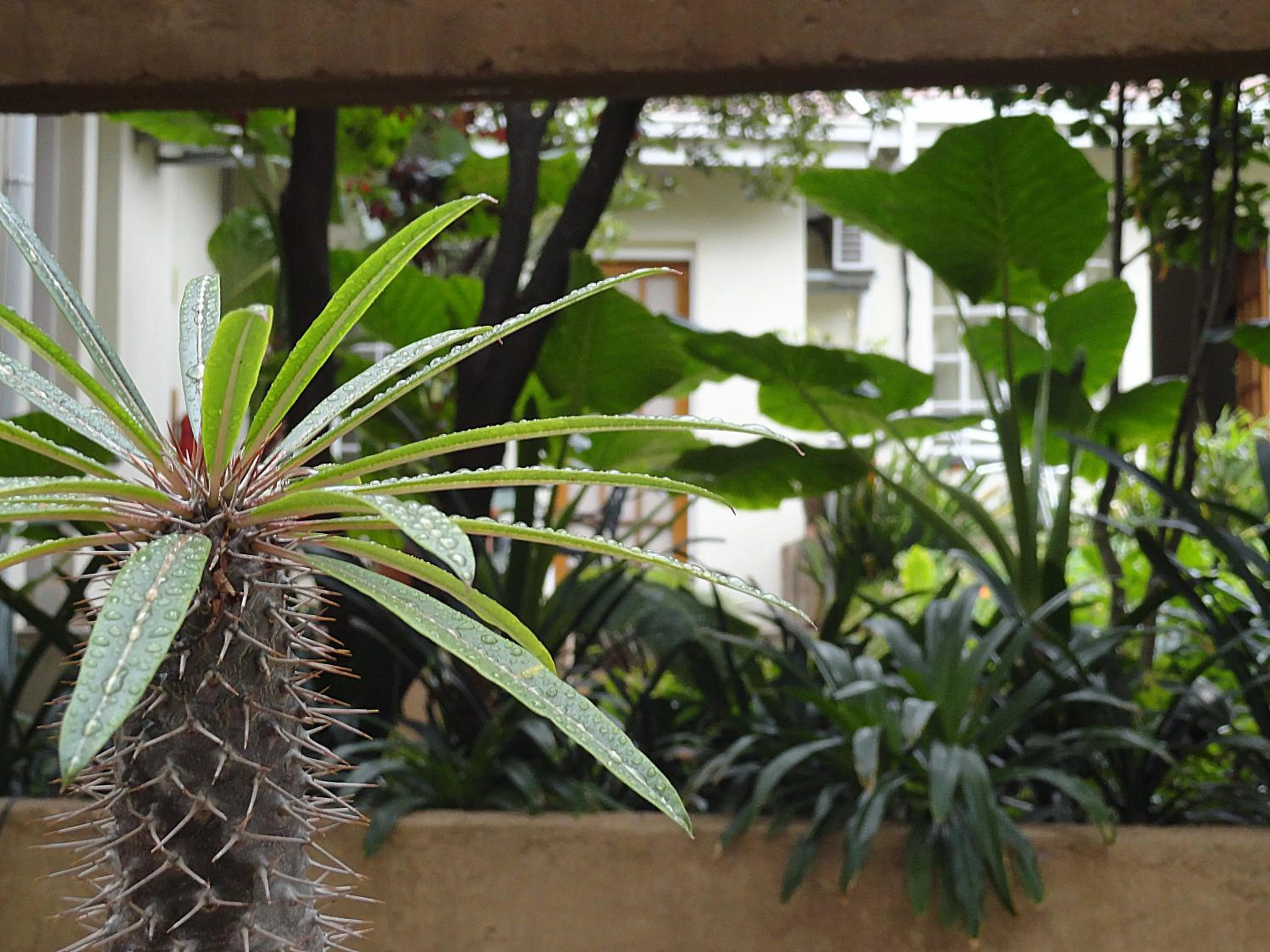 Garden in Constantia Manor Guest House