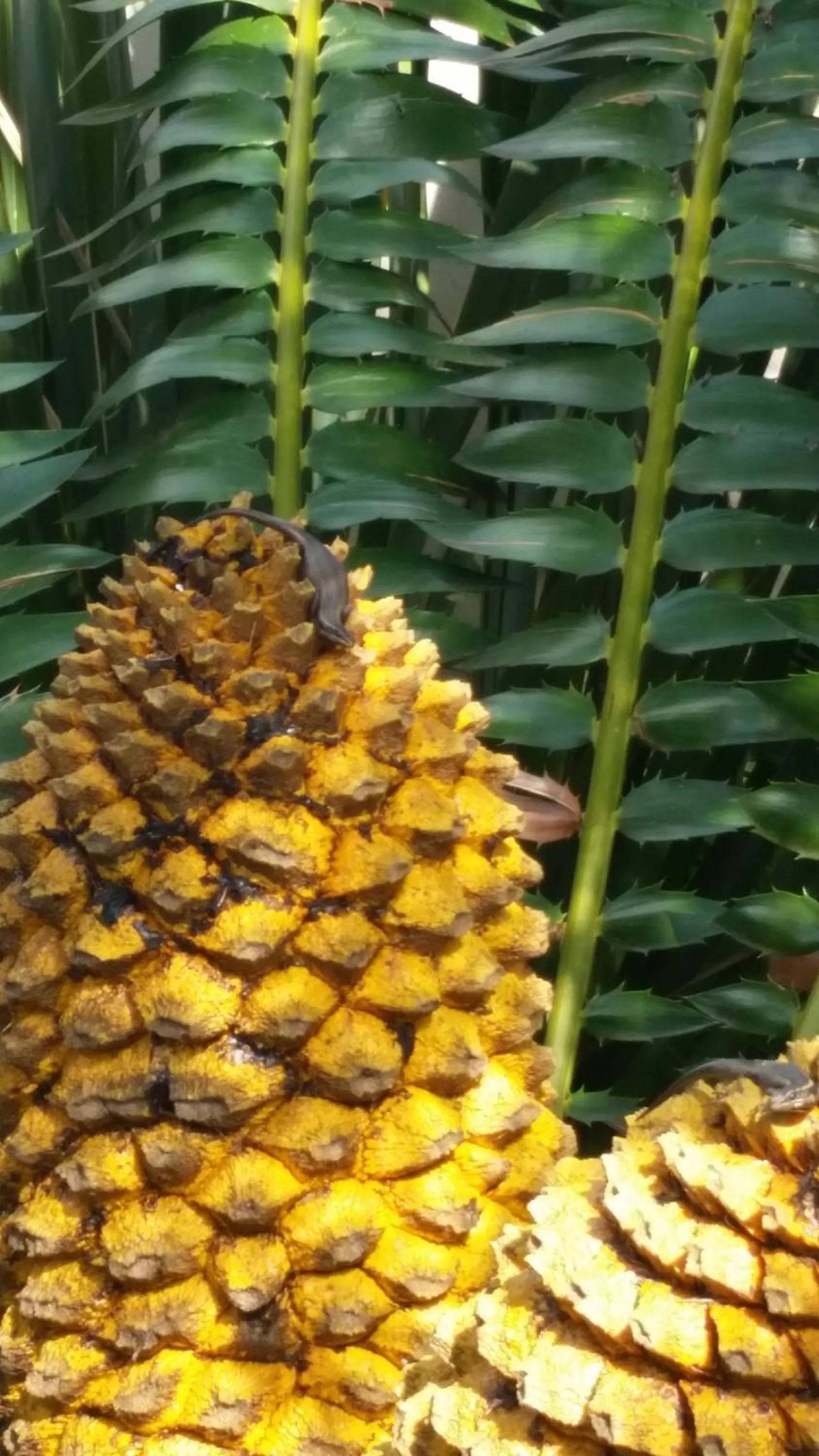 Garden in Constantia Manor Guest House