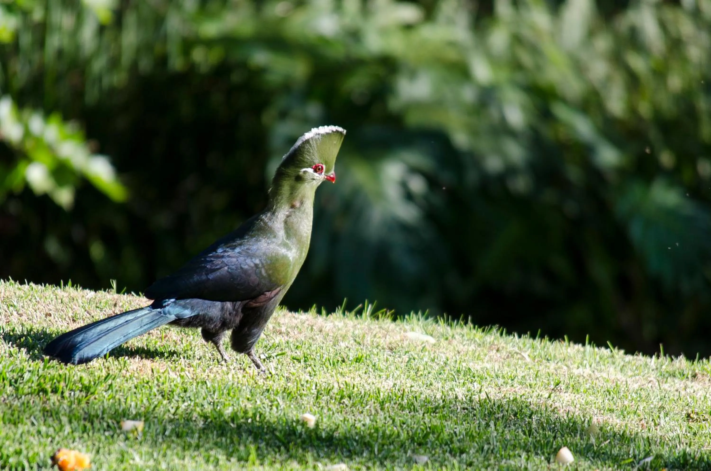 Garden in Hildesheim Guest Lodge