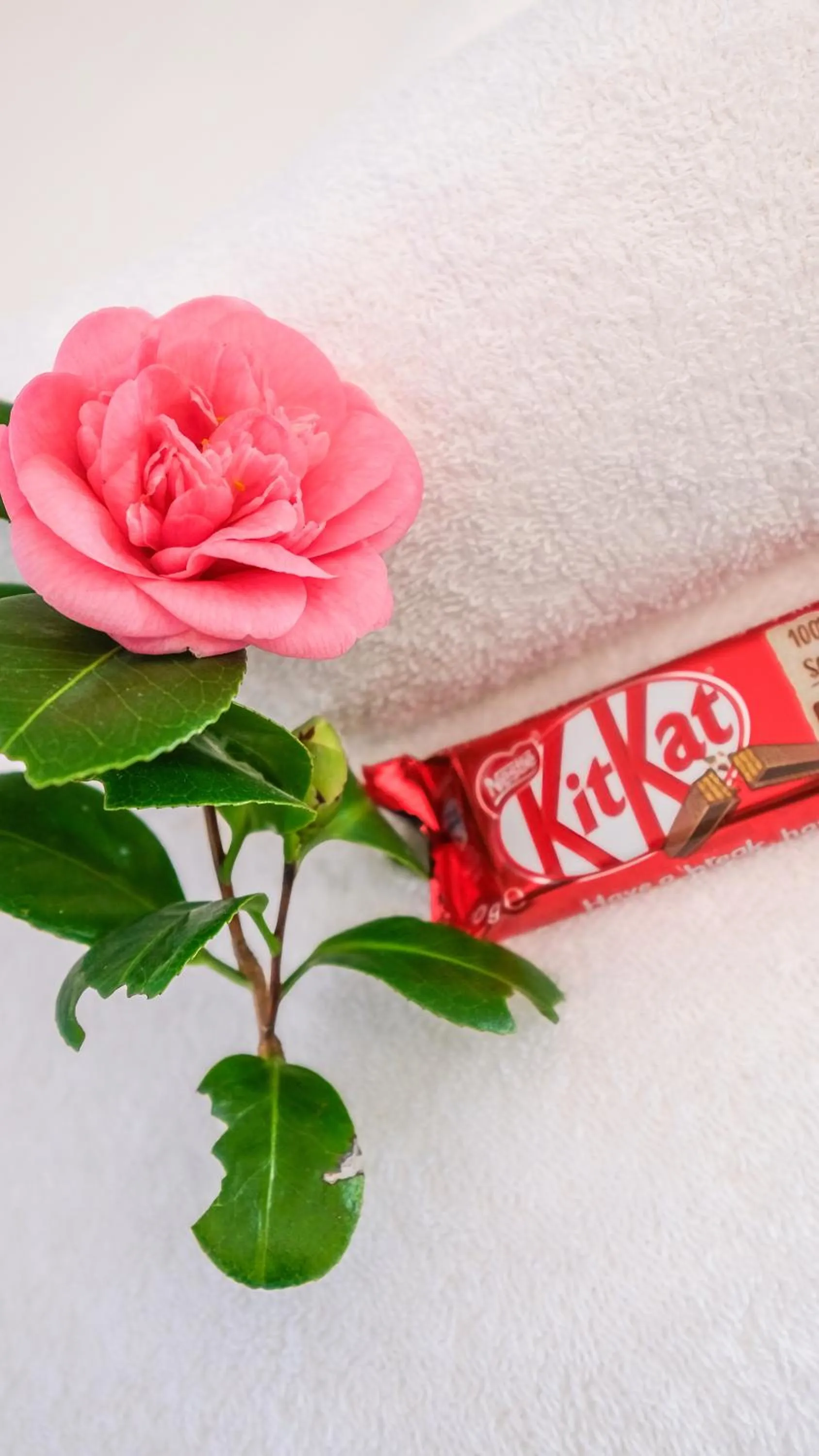 towels in Hildesheim Guest Lodge