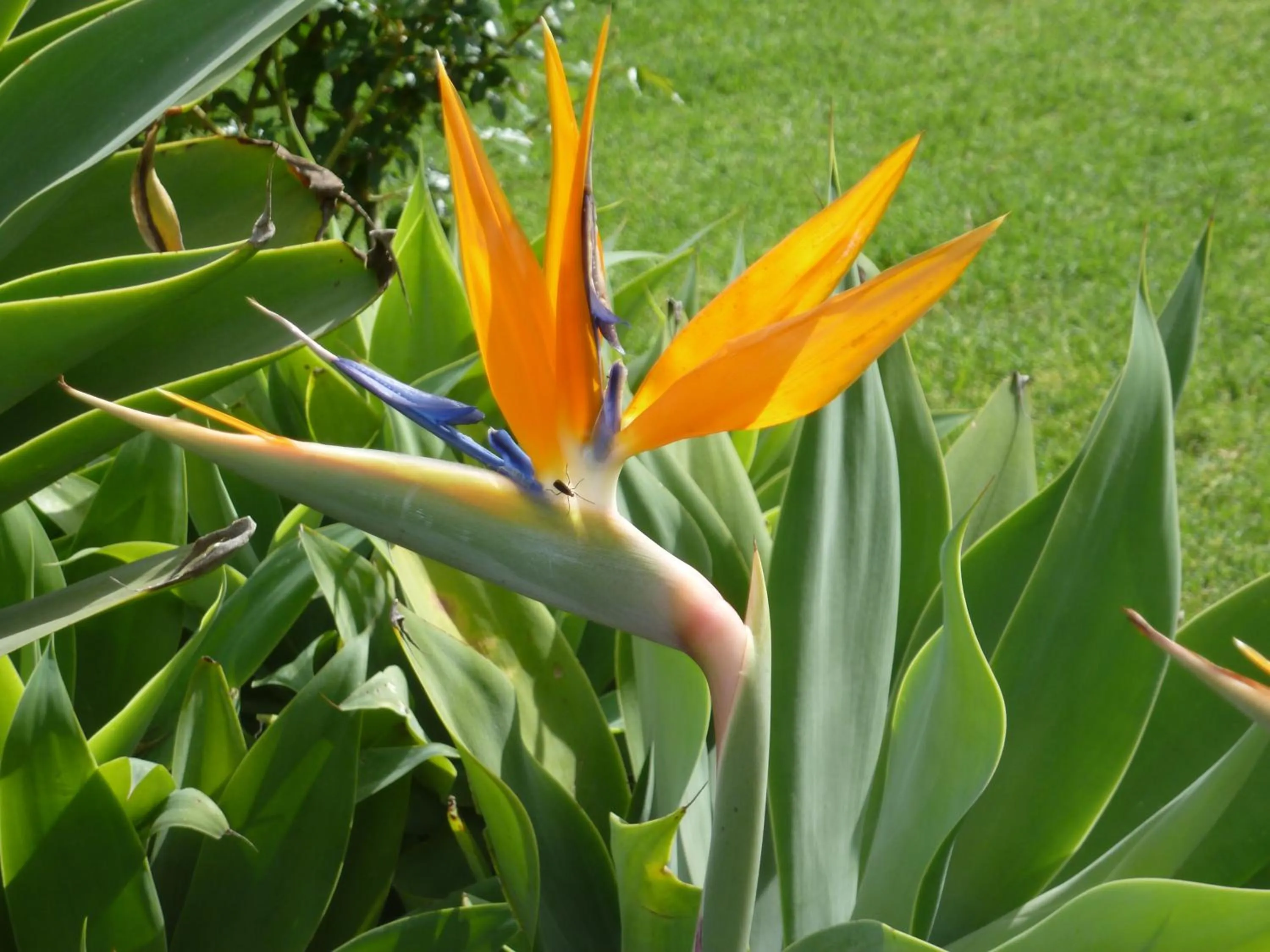 Swimming pool in Marula Lodge