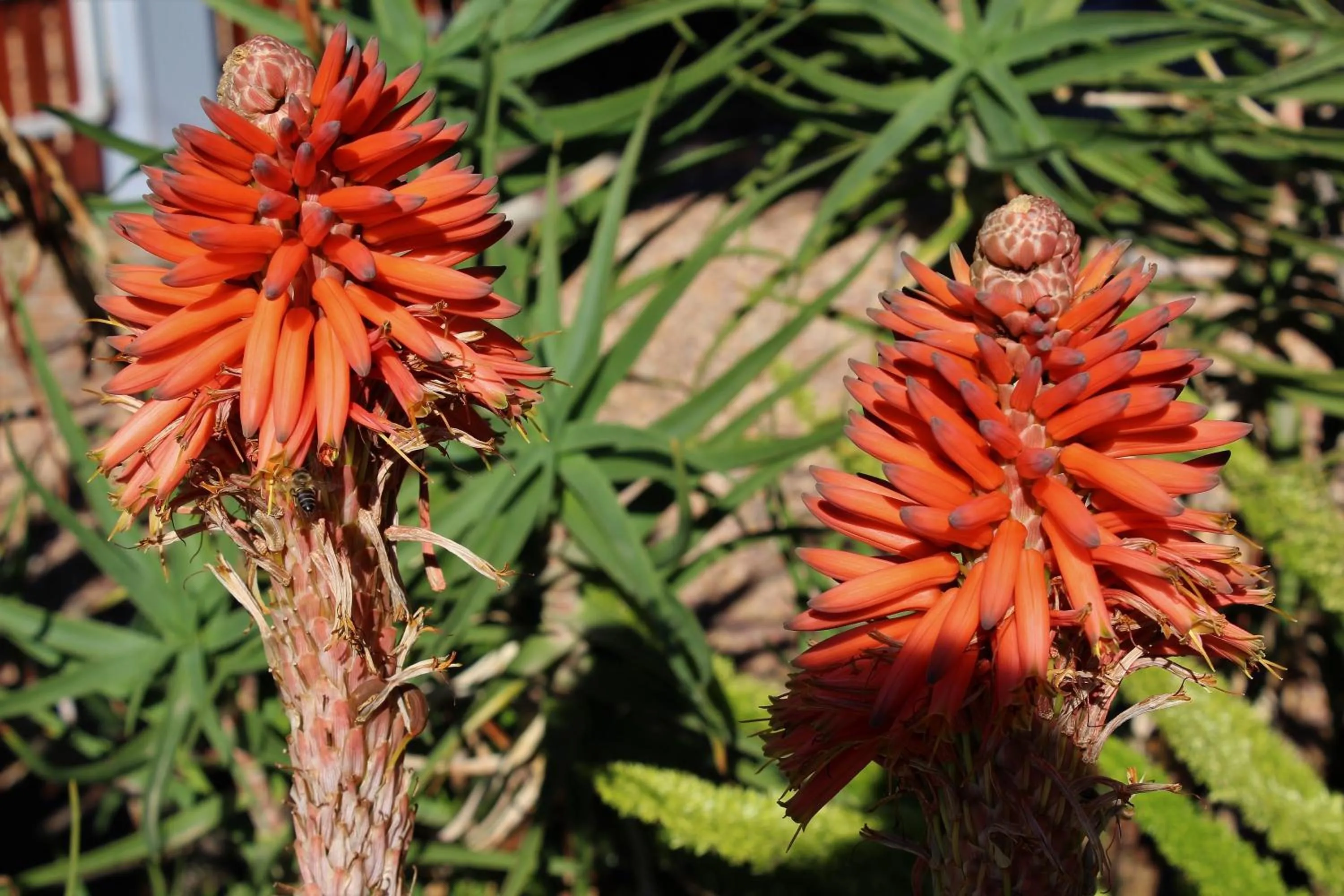 Garden in Marula Lodge