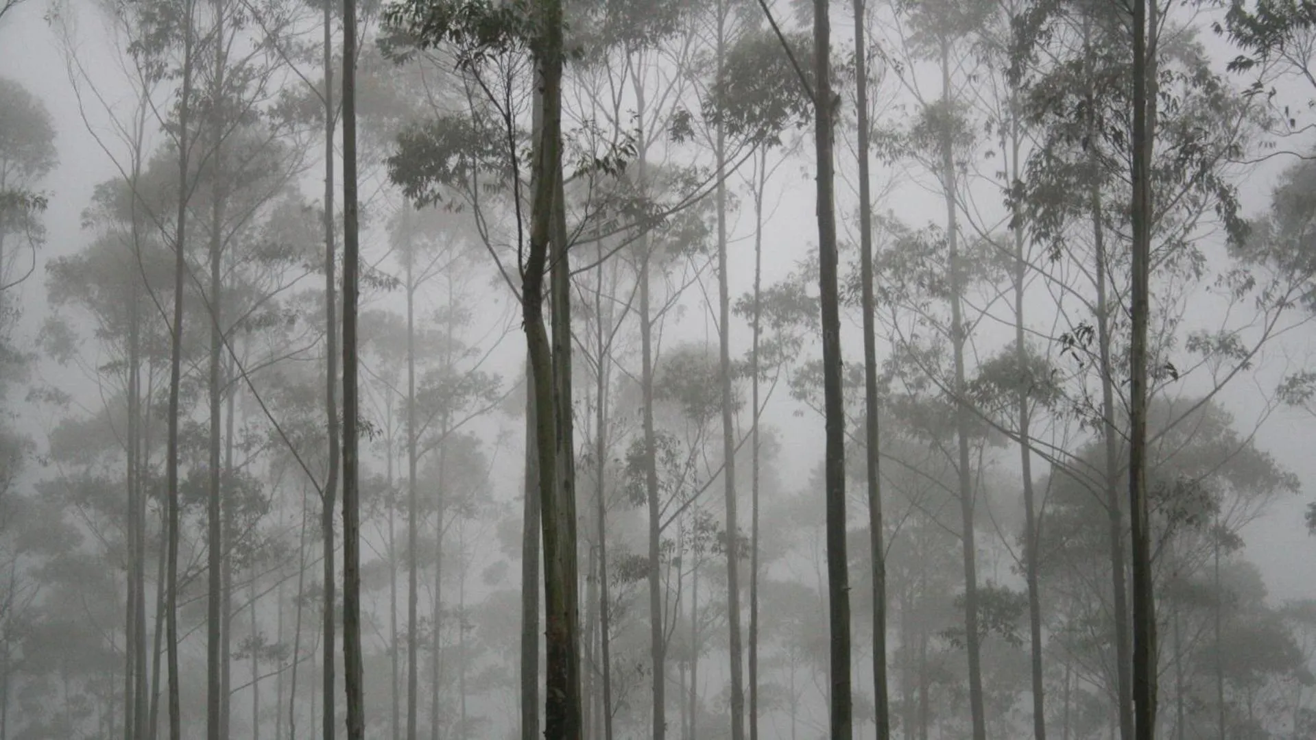 Mountain view in The Planters House