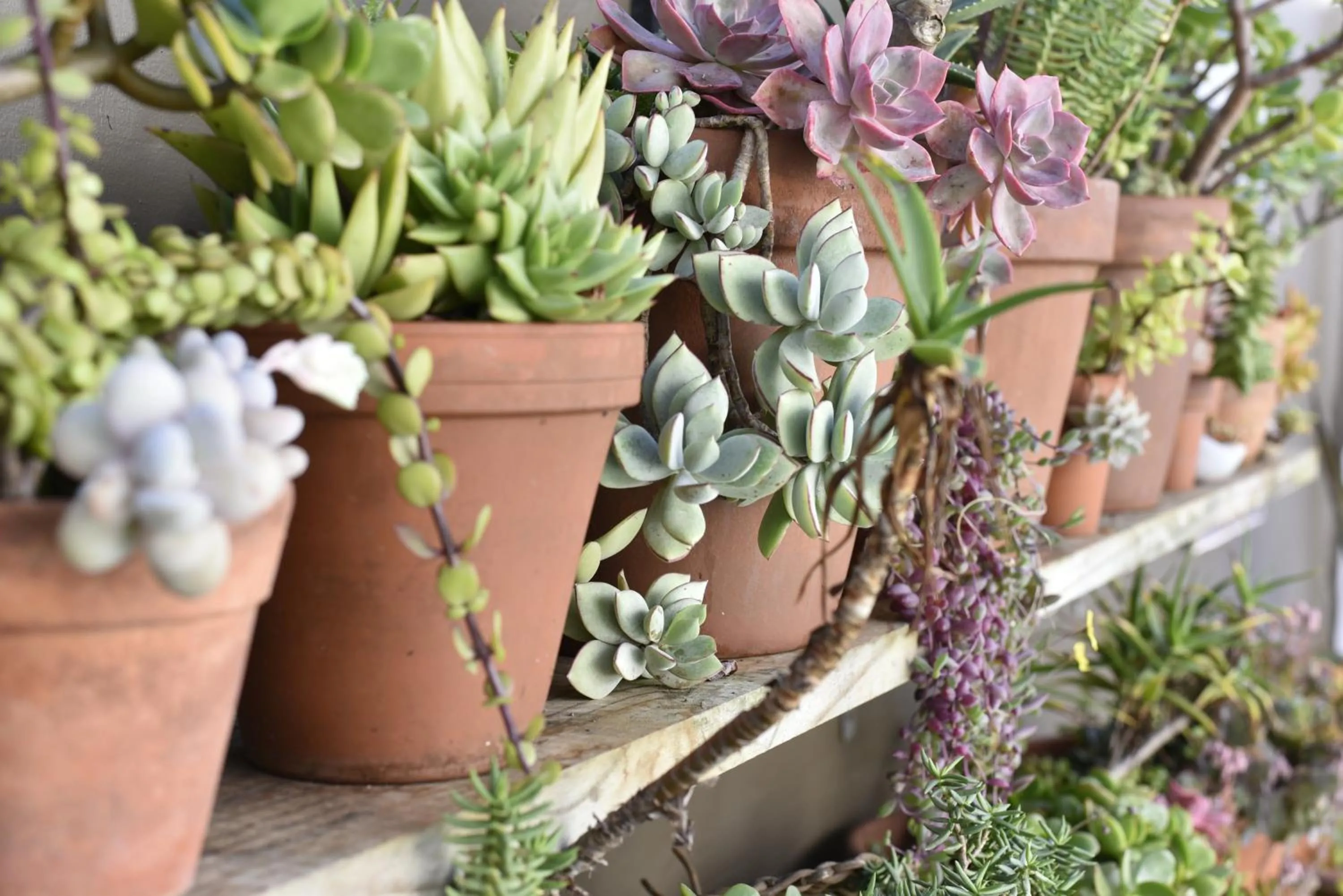 Garden in Paternoster Dunes Boutique Guesthouse