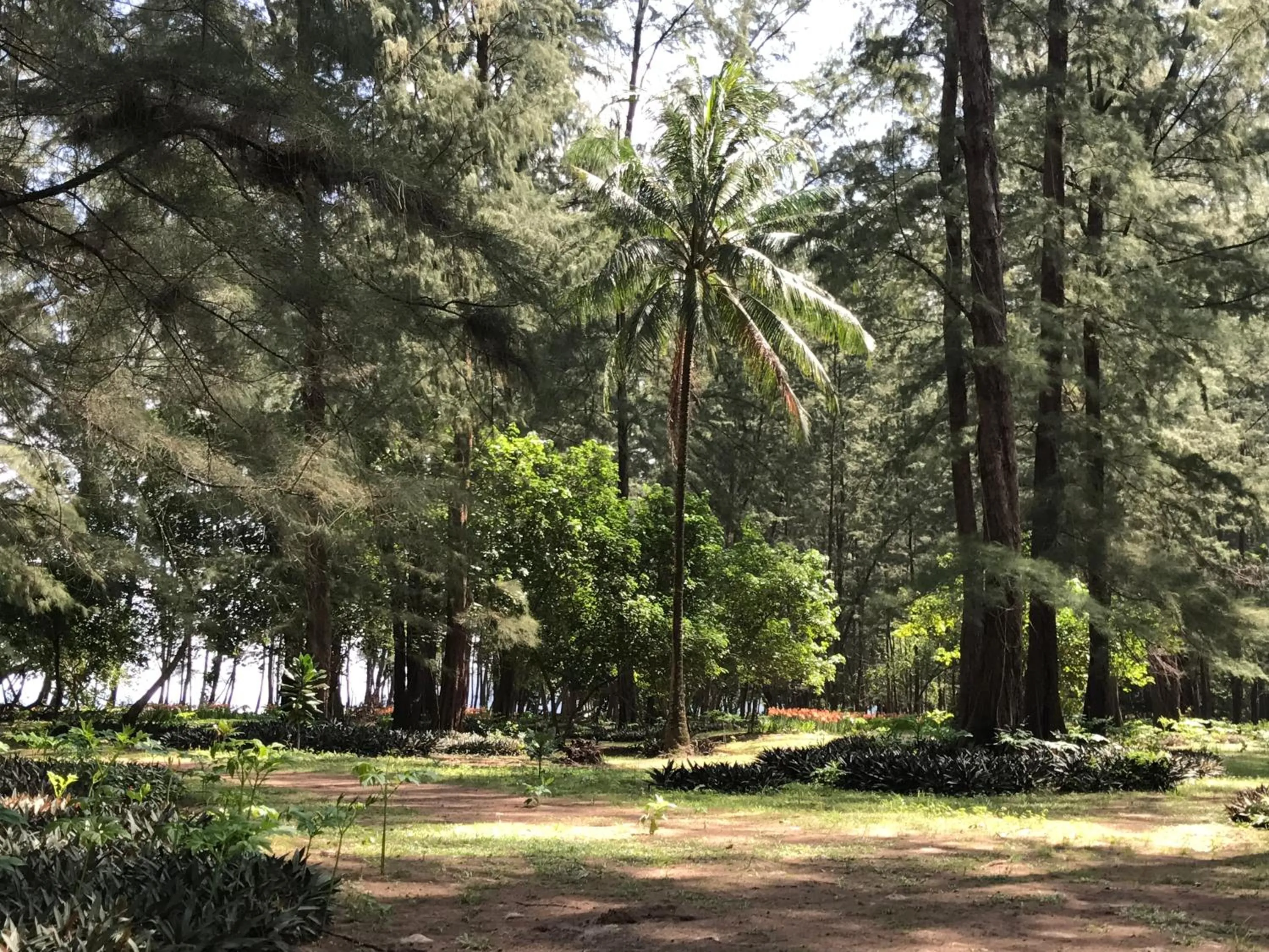 Garden in Coconut Bungalow