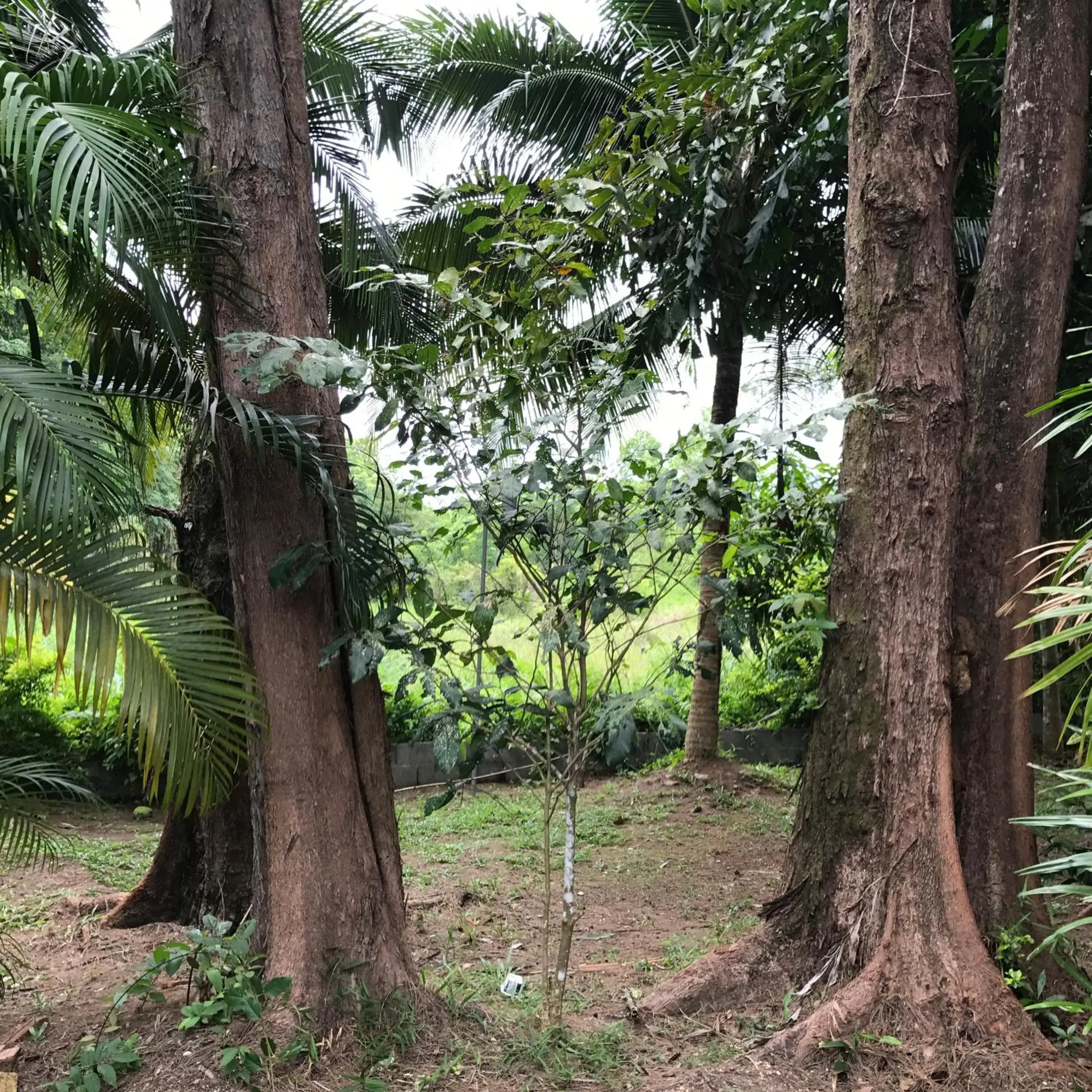 One-Bedroom Bungalow in Coconut Bungalow One-Bedroom Bungalow in Coconut Bungalow