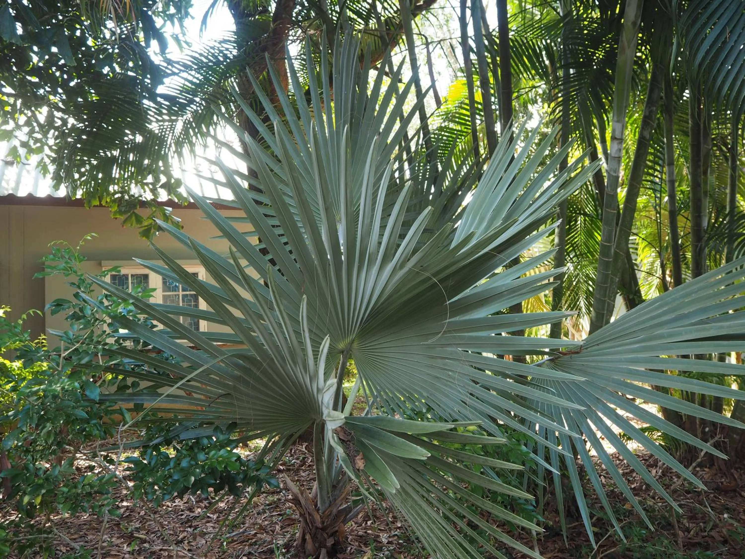 Natural landscape in Coconut Bungalow