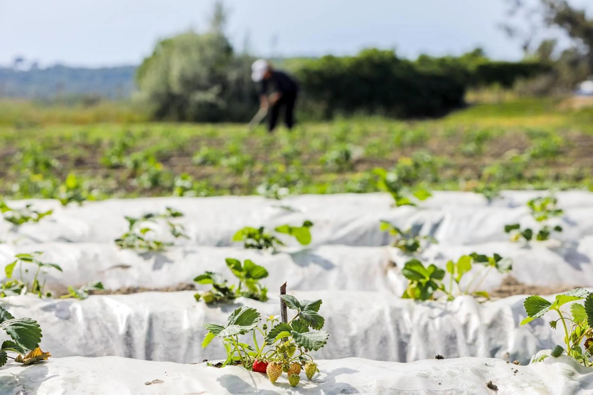 Garden in Labranda Lebedos Princess - All Inclusive