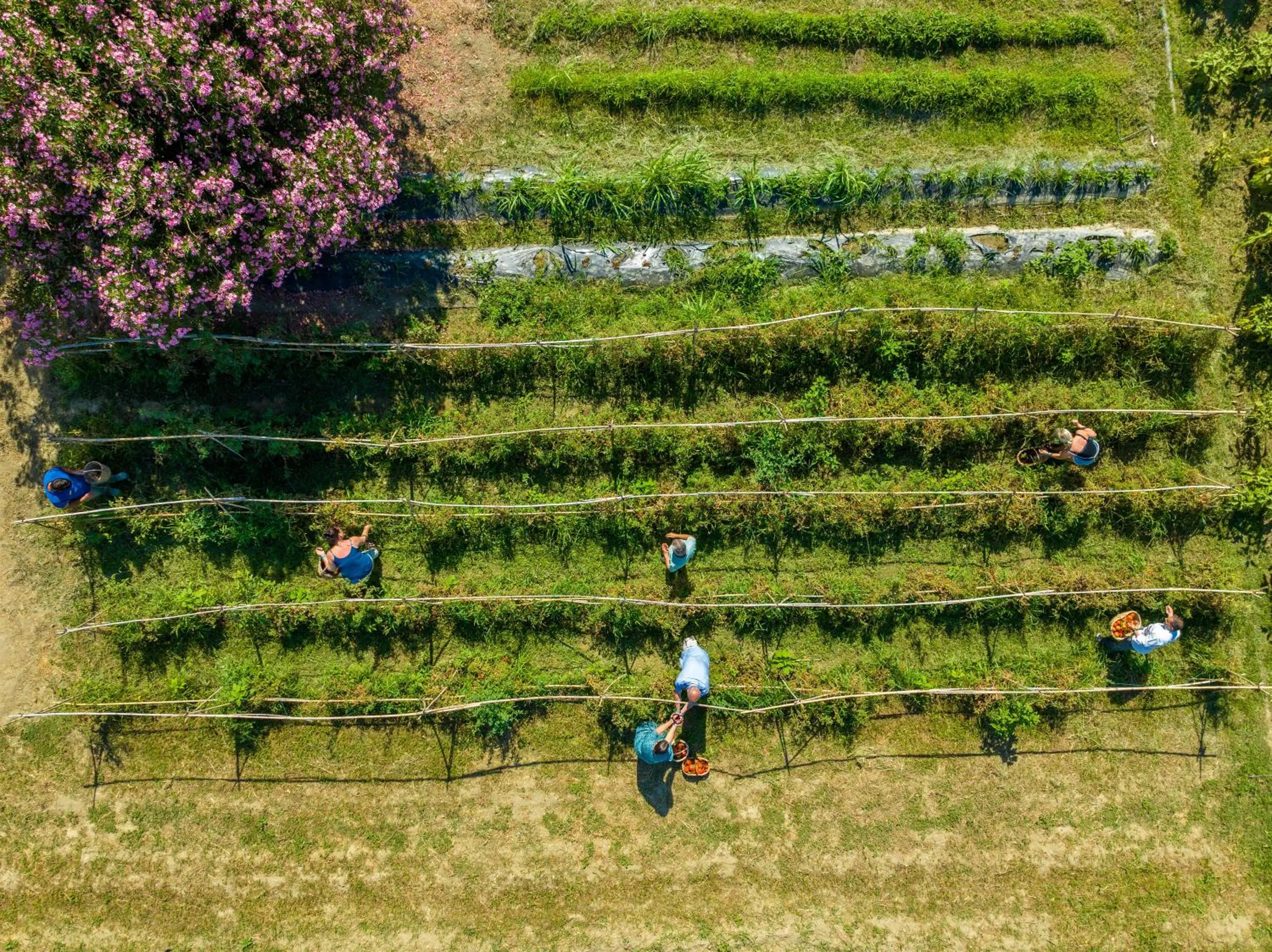 Garden in Labranda Lebedos Princess - All Inclusive