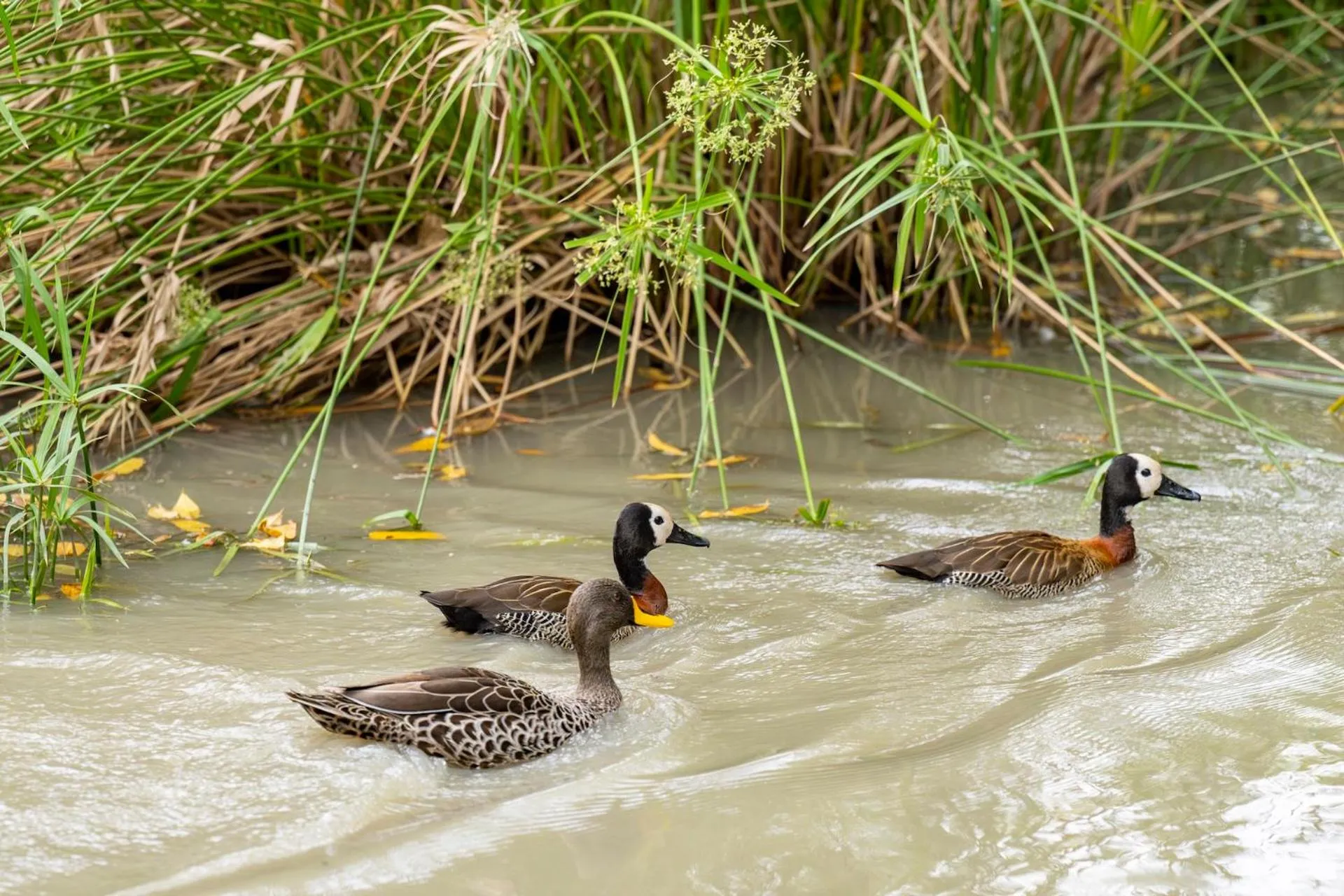 Natural landscape in Woodall Country House and Spa