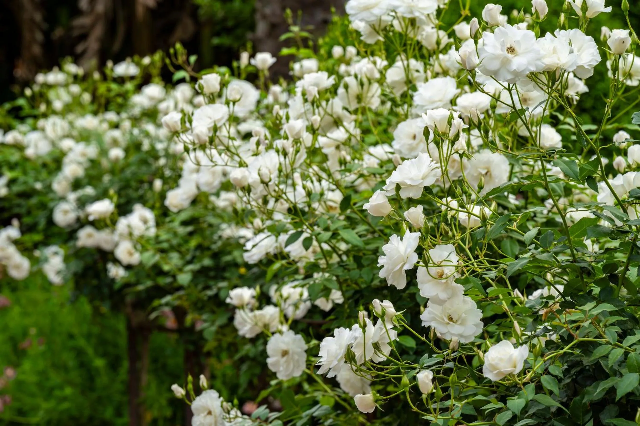 Spring in Woodall Country House and Spa