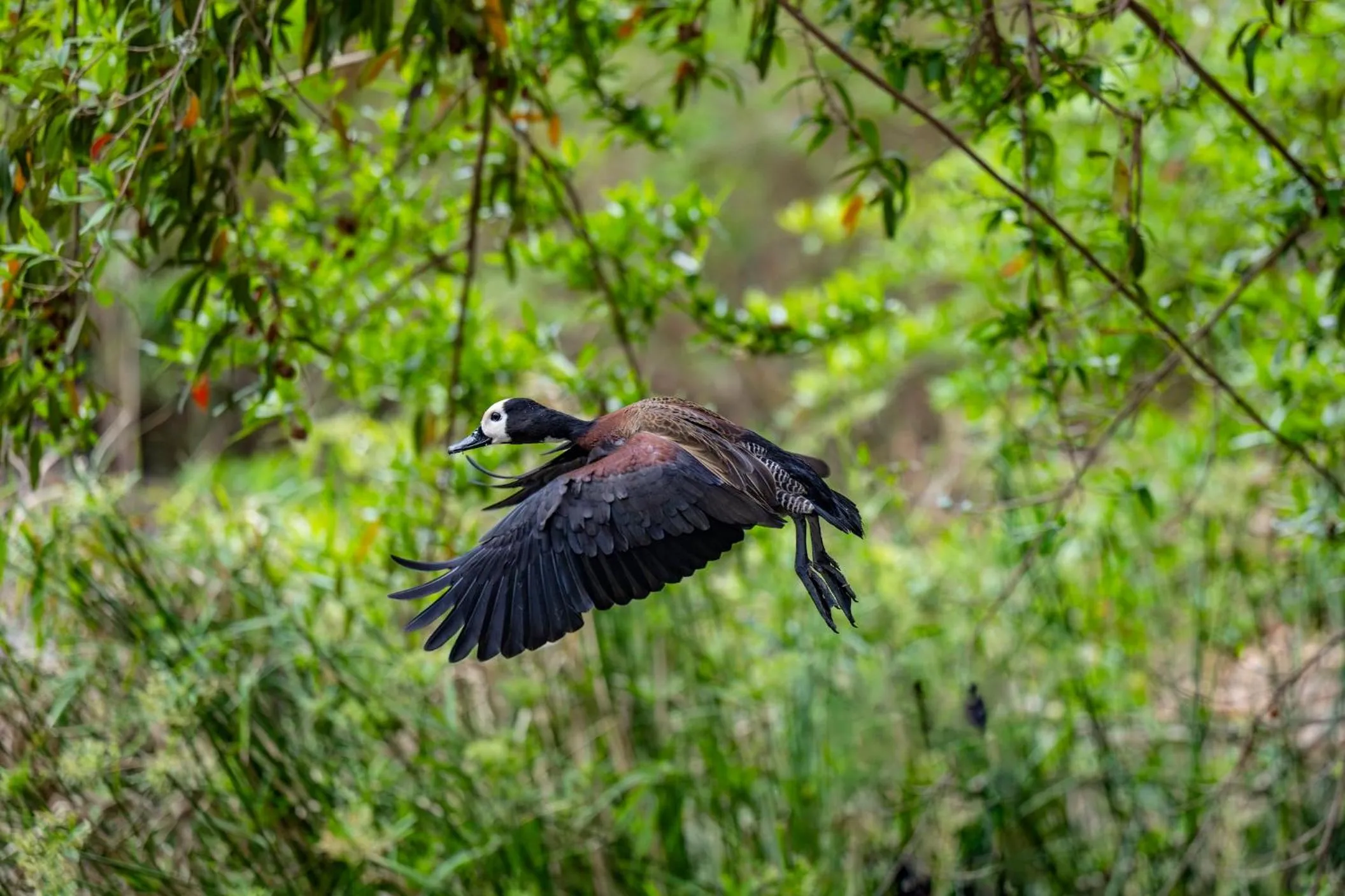 Animals in Woodall Country House and Spa