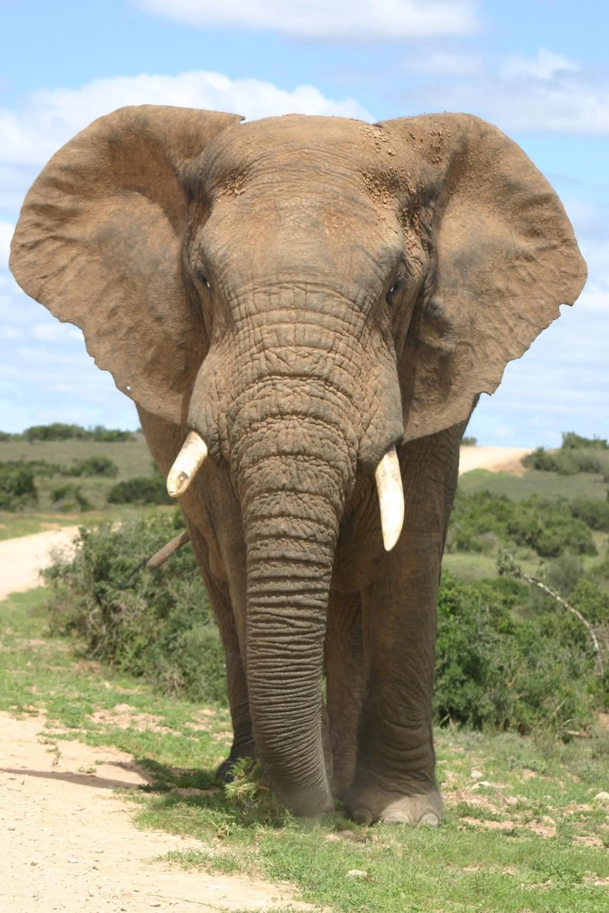 Natural landscape in Woodall Country House and Spa
