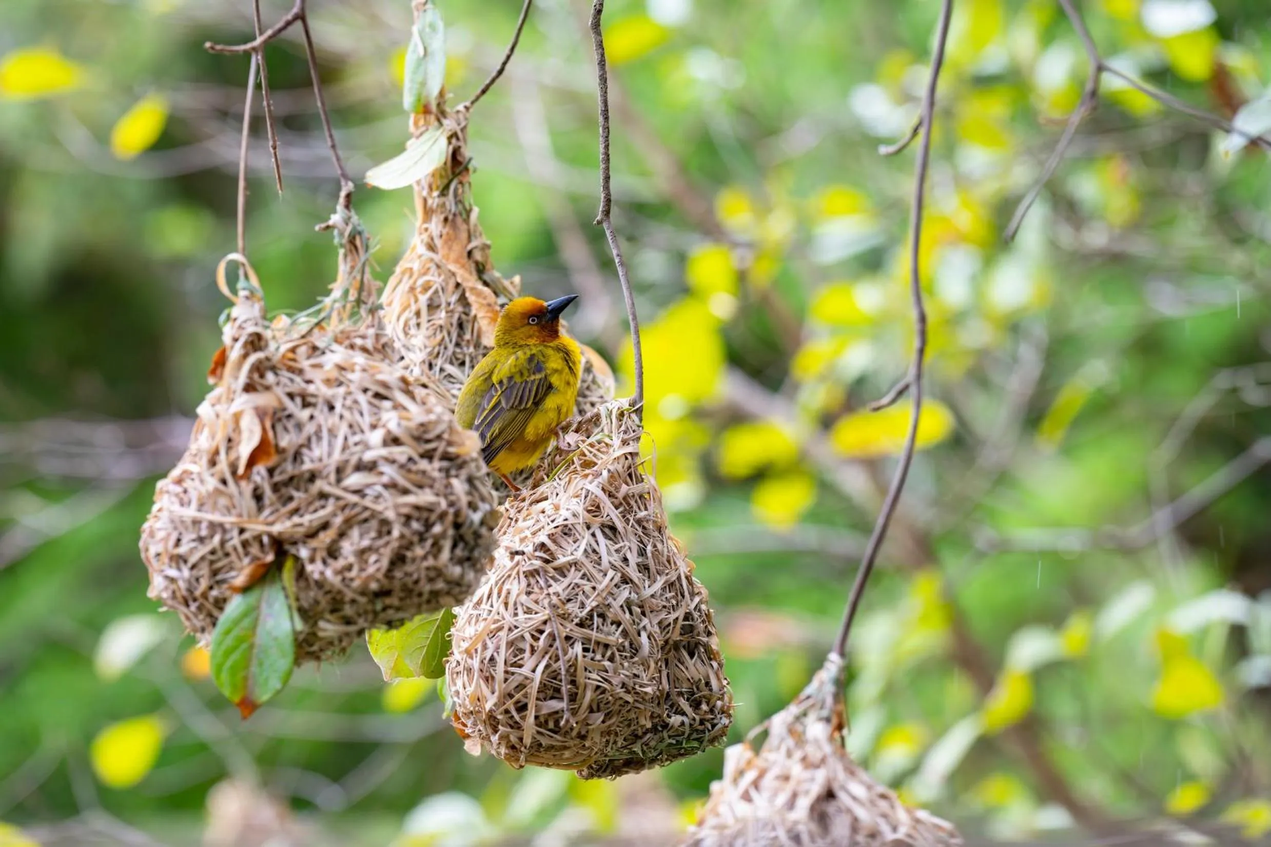 Spring in Woodall Country House and Spa